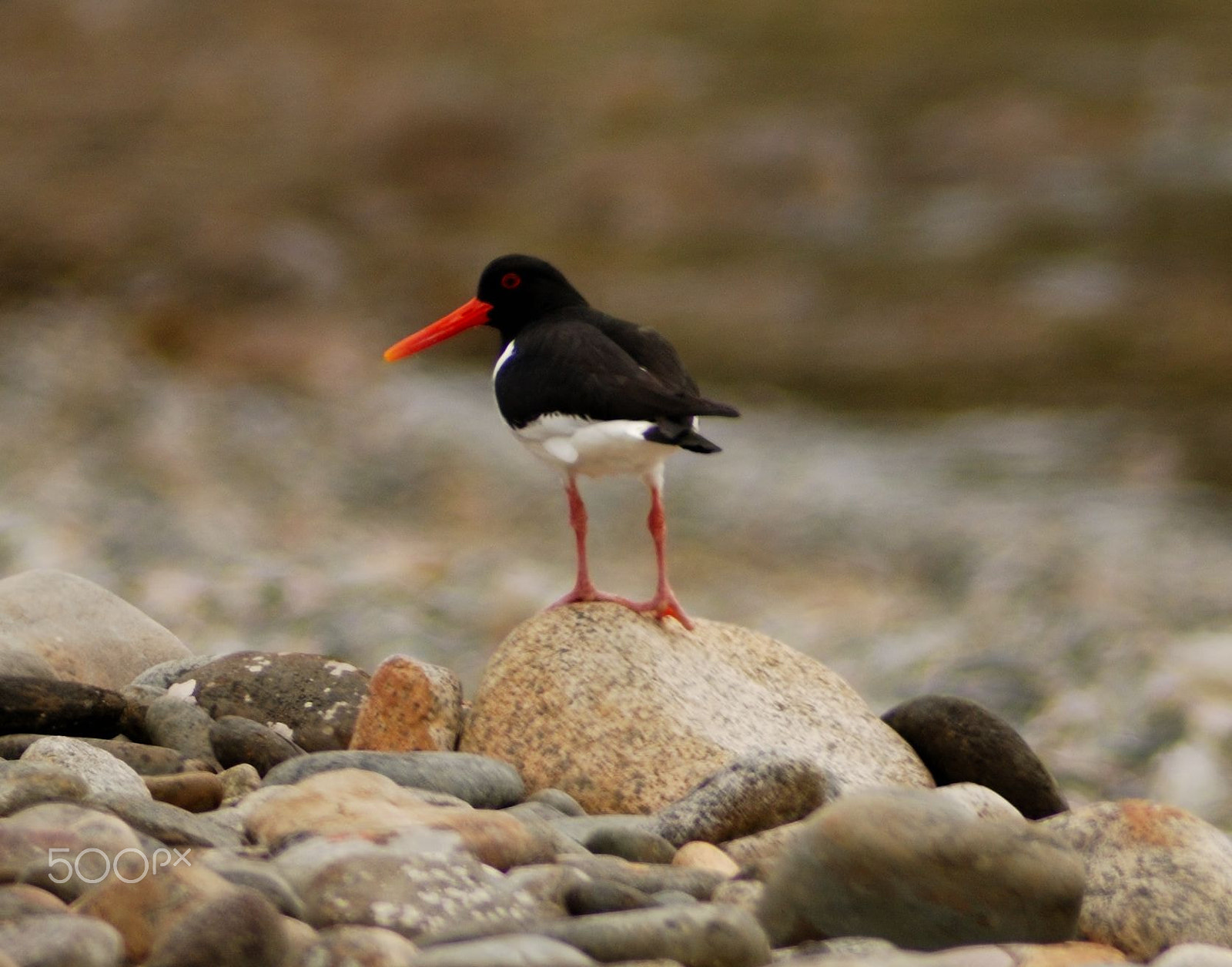 AF Zoom-Nikkor 70-300mm f/4-5.6D ED sample photo. Oystercatcher.jpg photography