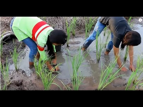 Beautiful Girls Fishing - Amazing Fishing at Battambang - Cambodia Traditional Fishing