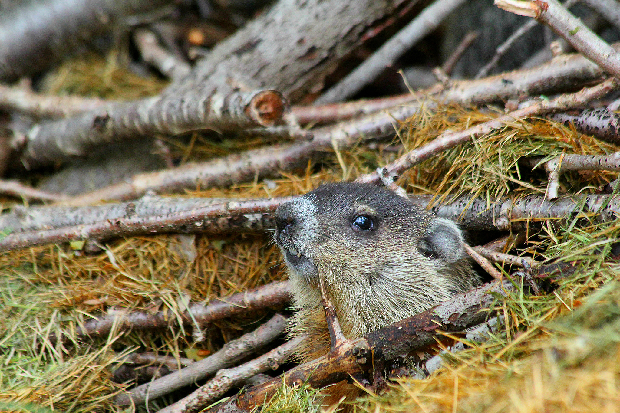 Canon EF 70-300mm F4-5.6 IS USM sample photo. One of my woodchuck pups peering out out me.  photography
