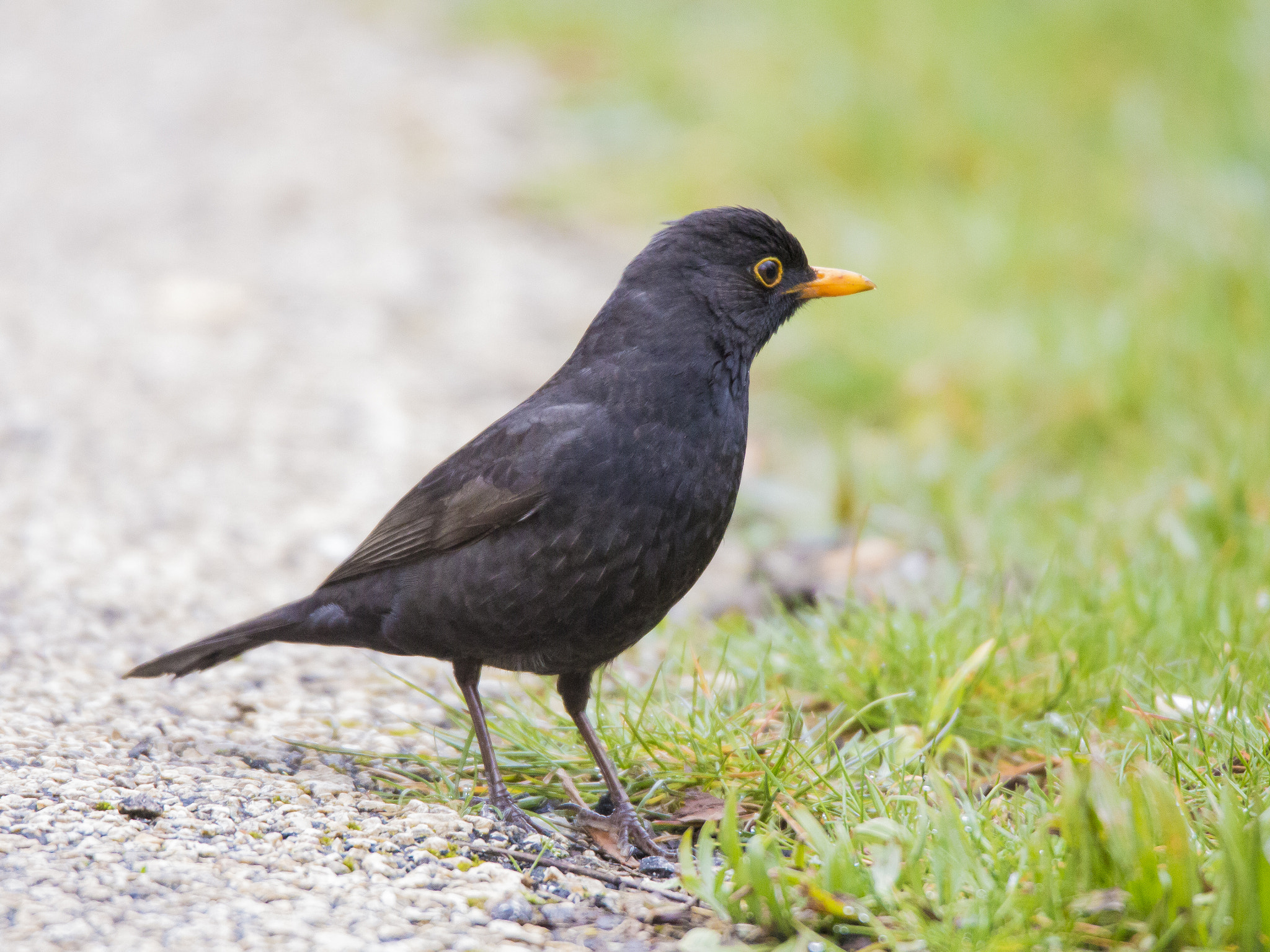 Tamron SP 150-600mm F5-6.3 Di VC USD sample photo. Blackbird photography