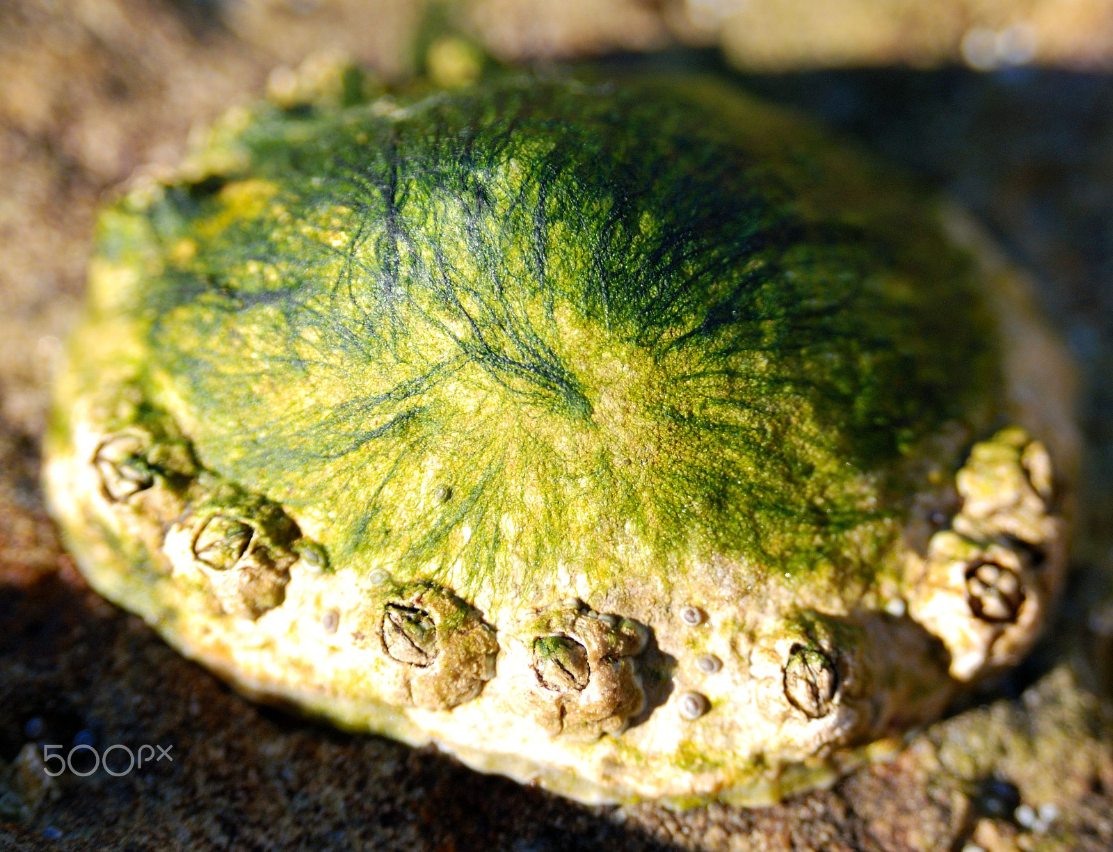 AF Zoom-Nikkor 28-105mm f/3.5-4.5D IF sample photo. Limpet.jpg photography