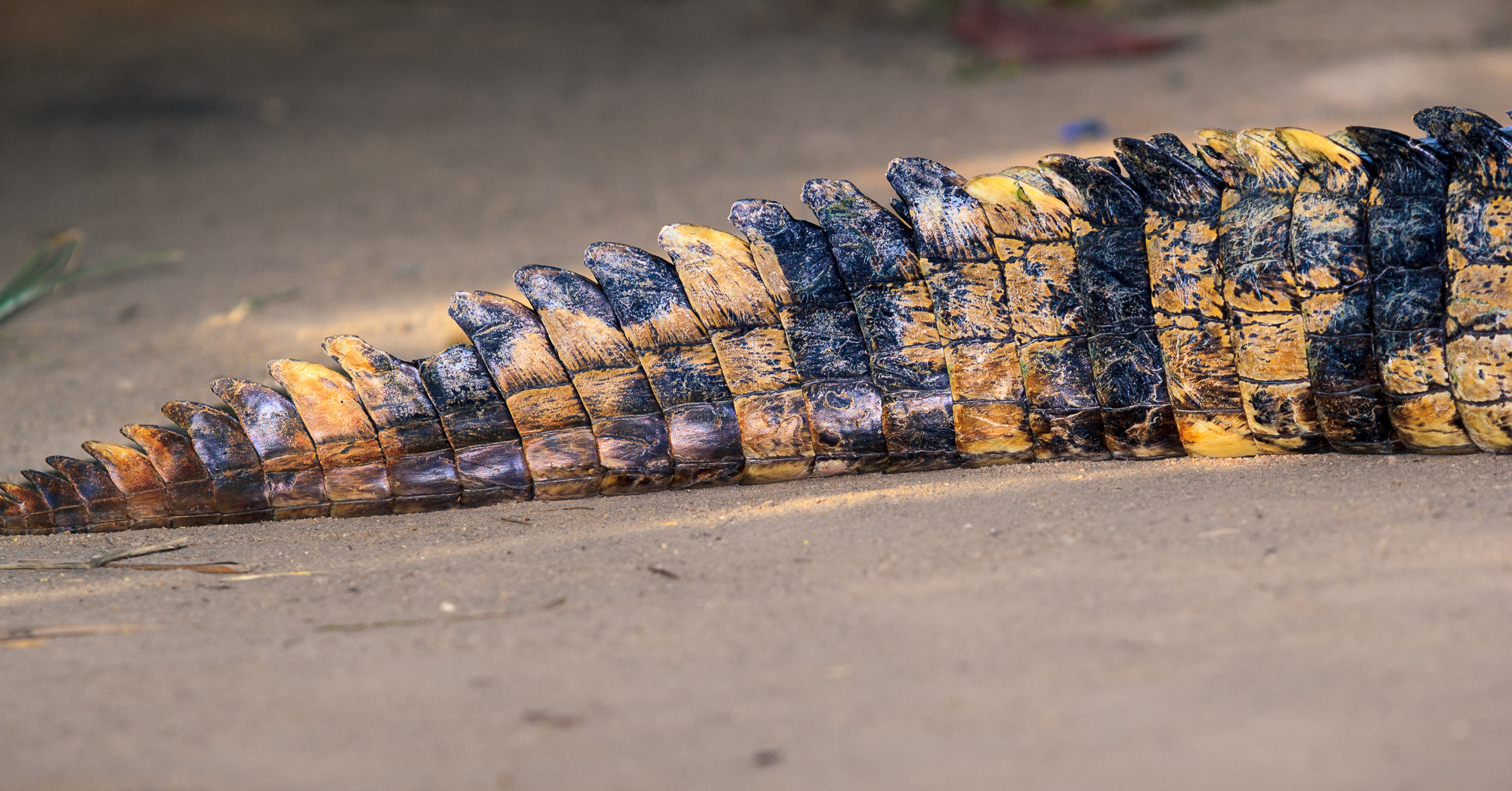 Canon EF 70-200mm F2.8L USM sample photo. Crocodile close up photography