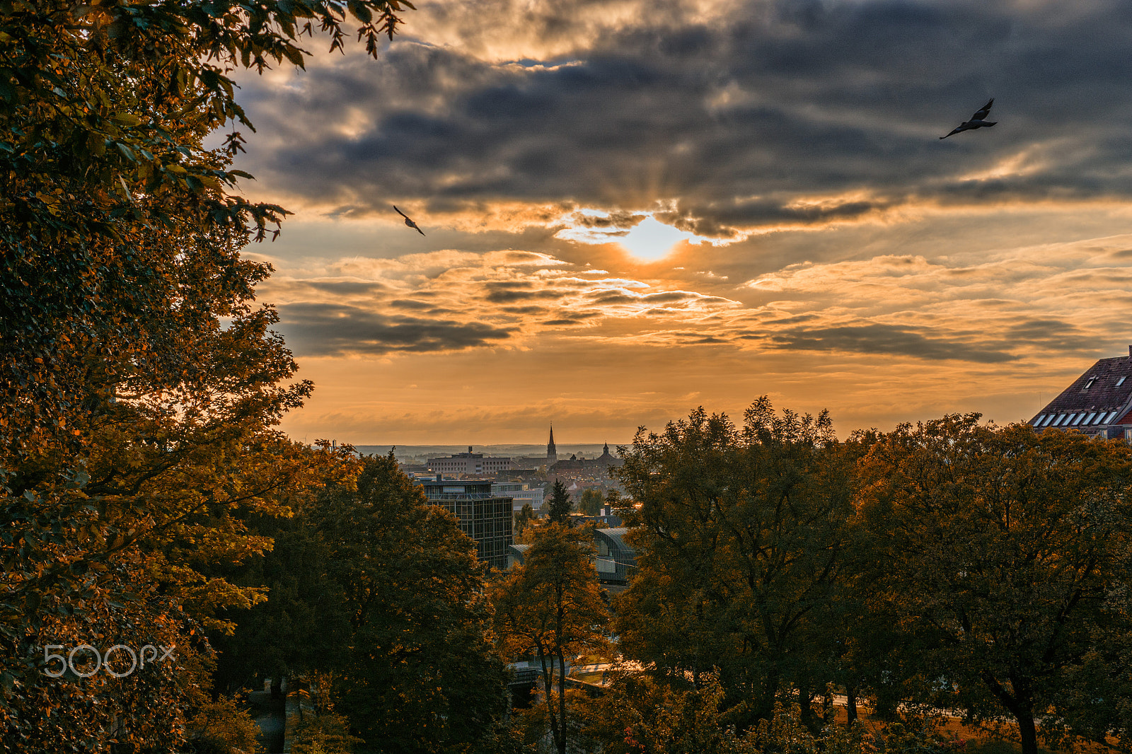 Sony ILCA-77M2 + Sony DT 35mm F1.8 SAM sample photo. Autumn is coming - birds are leaving photography