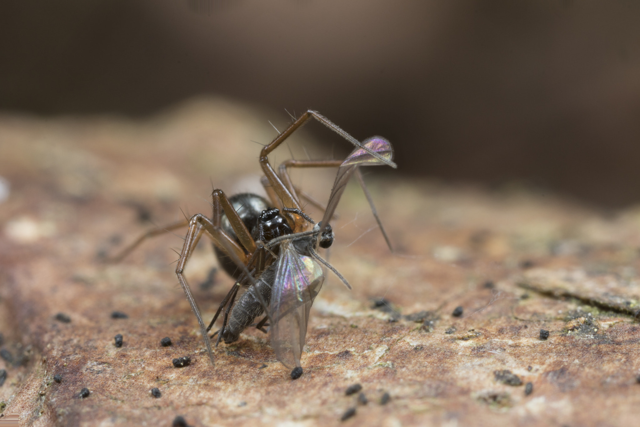 Canon EOS 760D (EOS Rebel T6s / EOS 8000D) + Canon MP-E 65mm F2.5 1-5x Macro Photo sample photo. Spider with prey photography