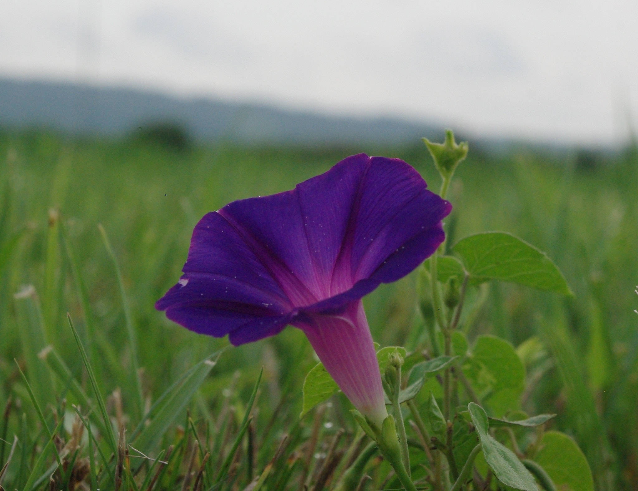 Pentax K-m (K2000) sample photo. Morning3 photography