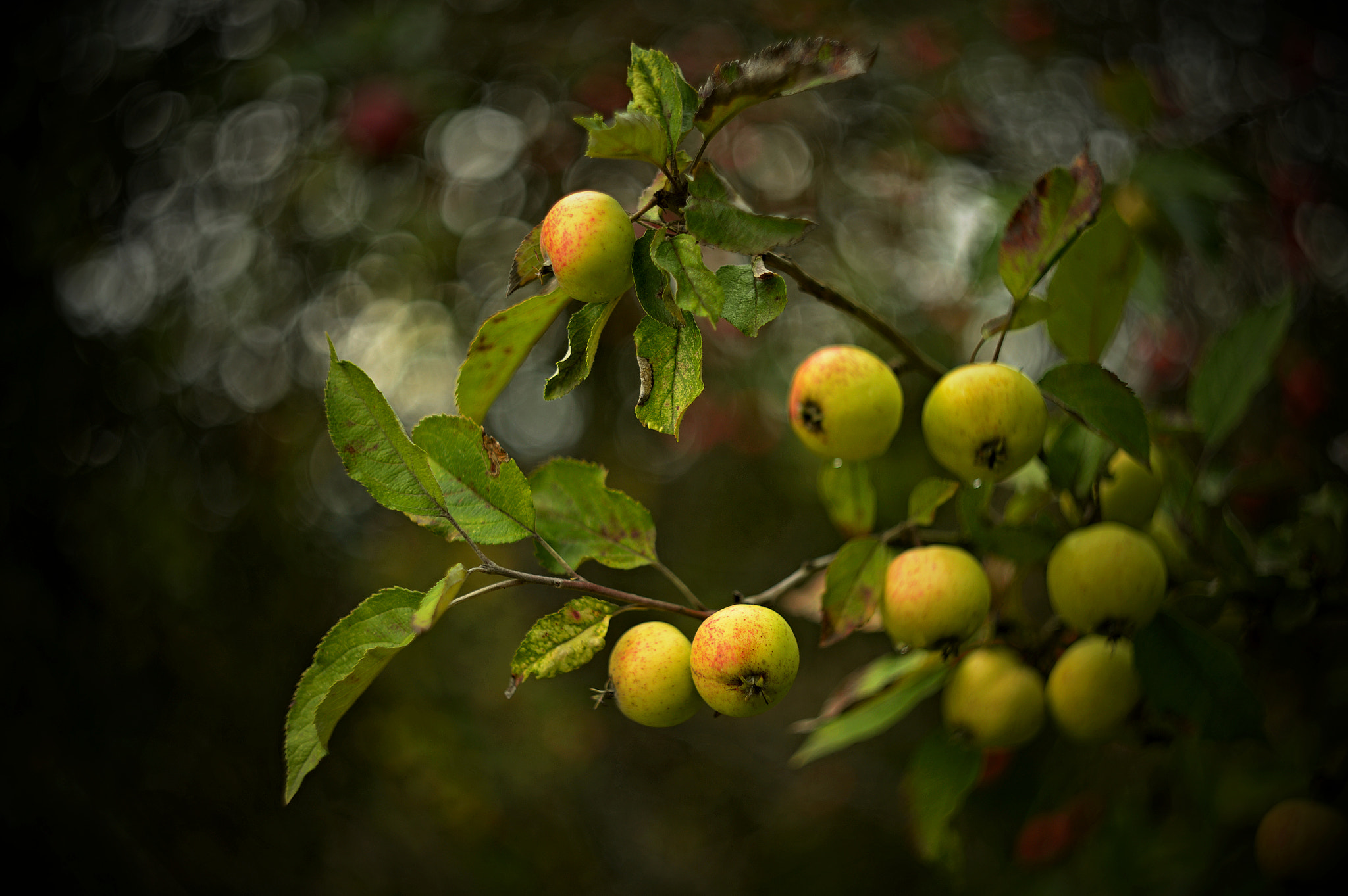 Nikon Df + Manual Lens No CPU sample photo. Apple tree photography