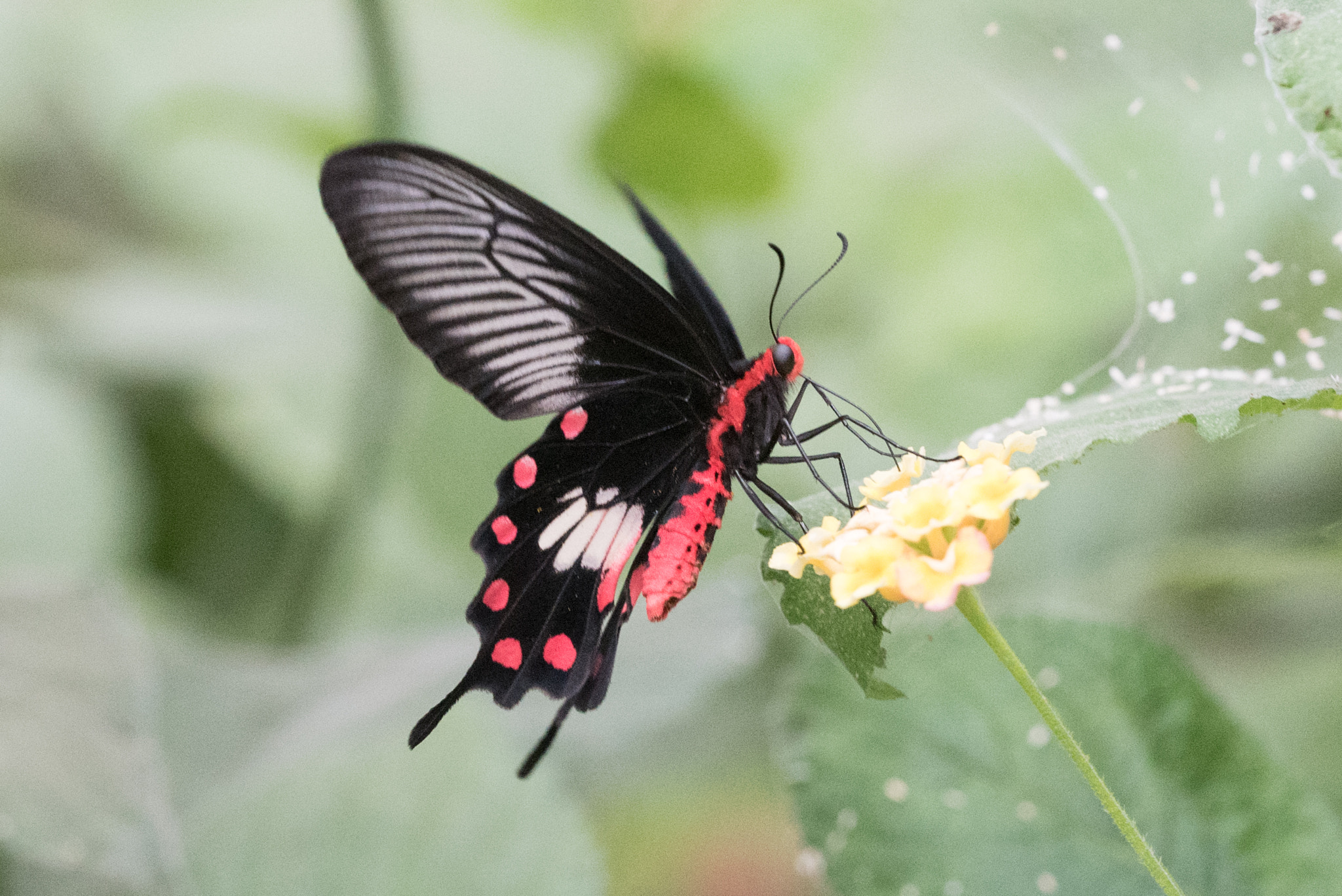 Nikon D750 + Sigma 150mm F2.8 EX DG OS Macro HSM sample photo. Atrophaneura polyeuctes butterfly photography