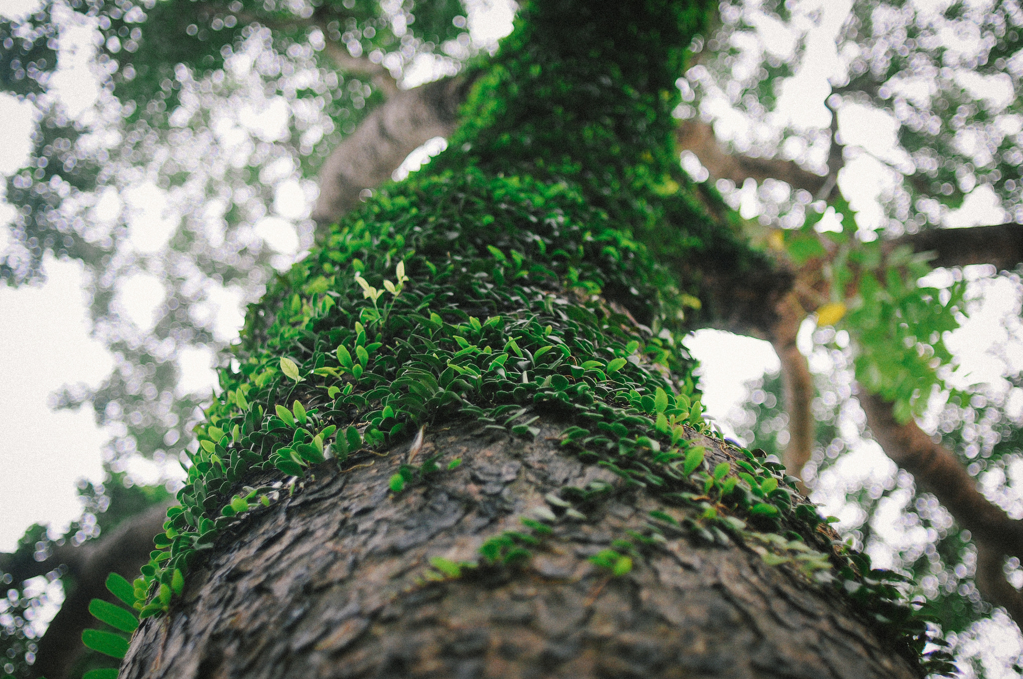 Nikon D300S + Nikon AF Nikkor 35mm F2D sample photo. Mistletoe tree photography