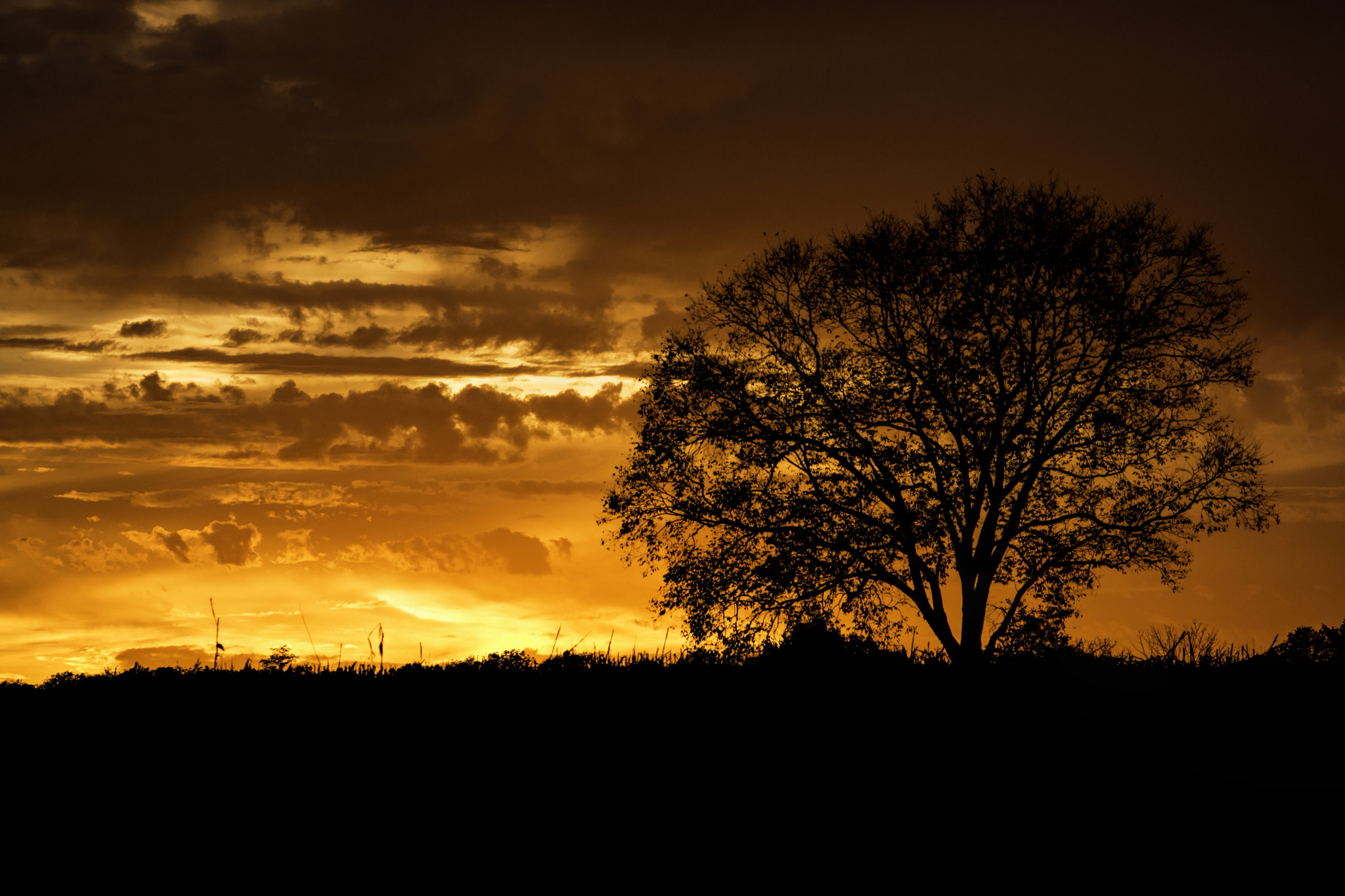 Sony SLT-A65 (SLT-A65V) sample photo. Against the sky photography