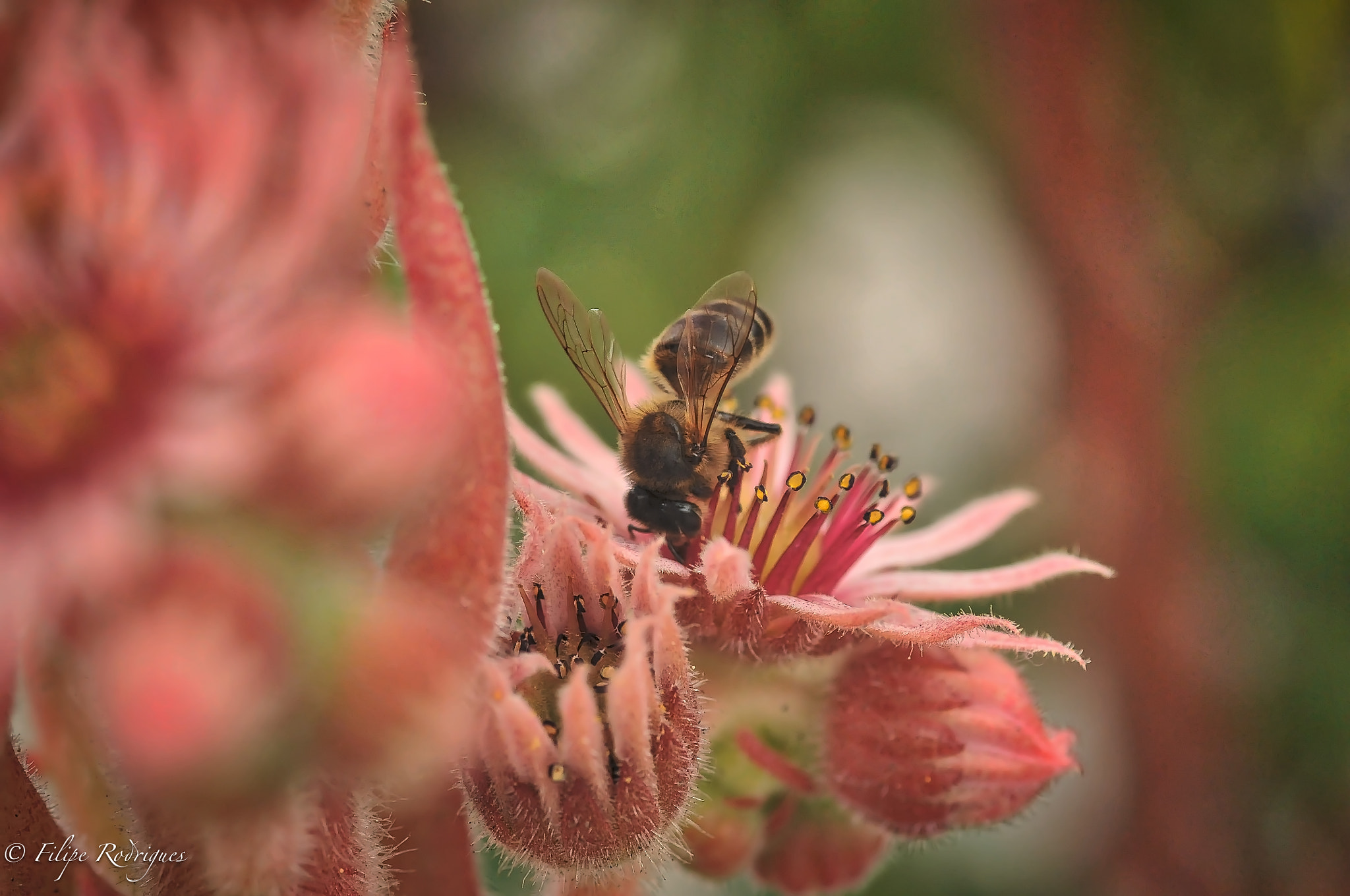 Nikon D300S + AF Micro-Nikkor 105mm f/2.8 sample photo. Diving deep into the dessert photography