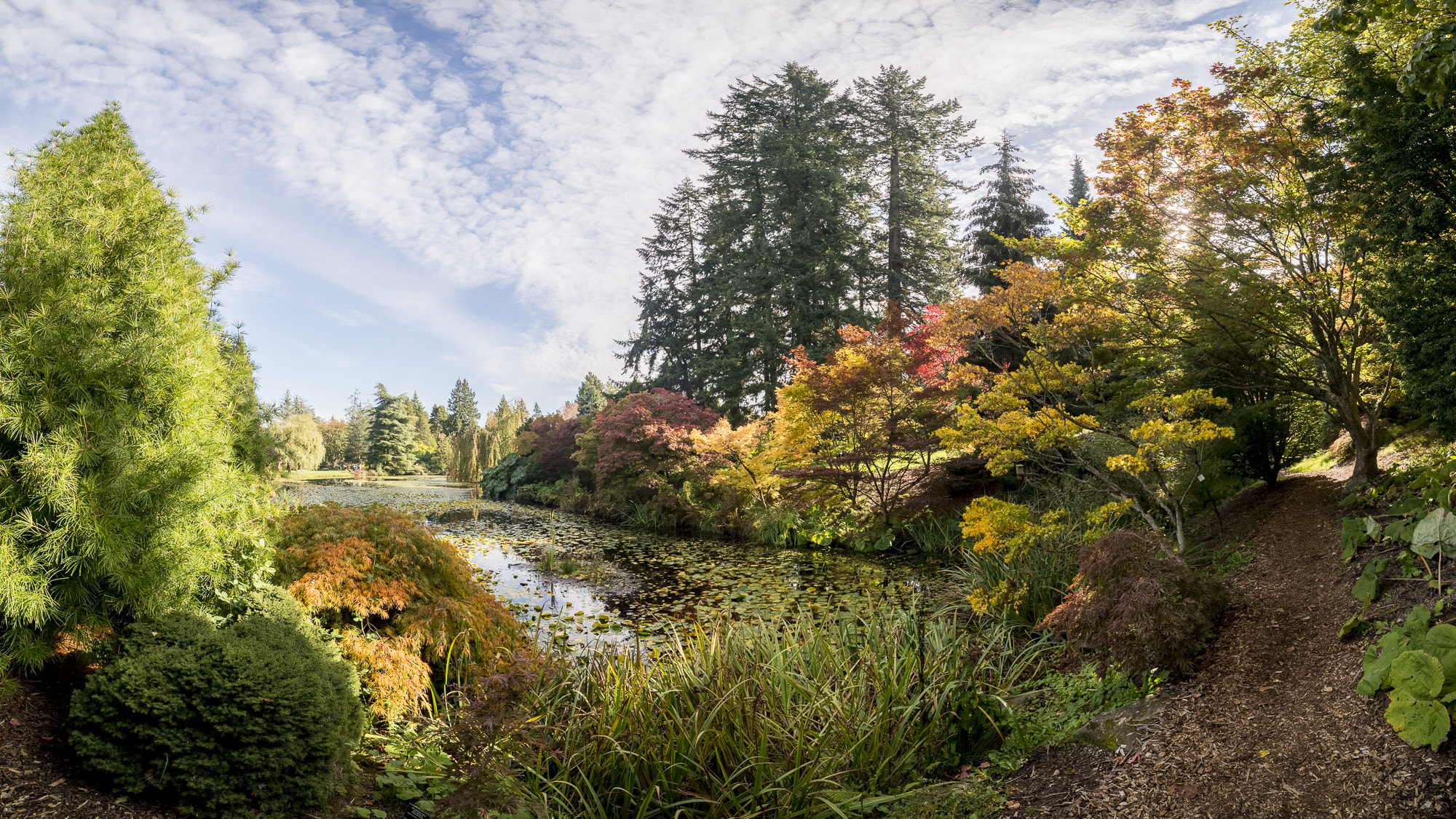 Samyang 14mm F2.8 ED AS IF UMC sample photo. Vandusen botany garden view photography
