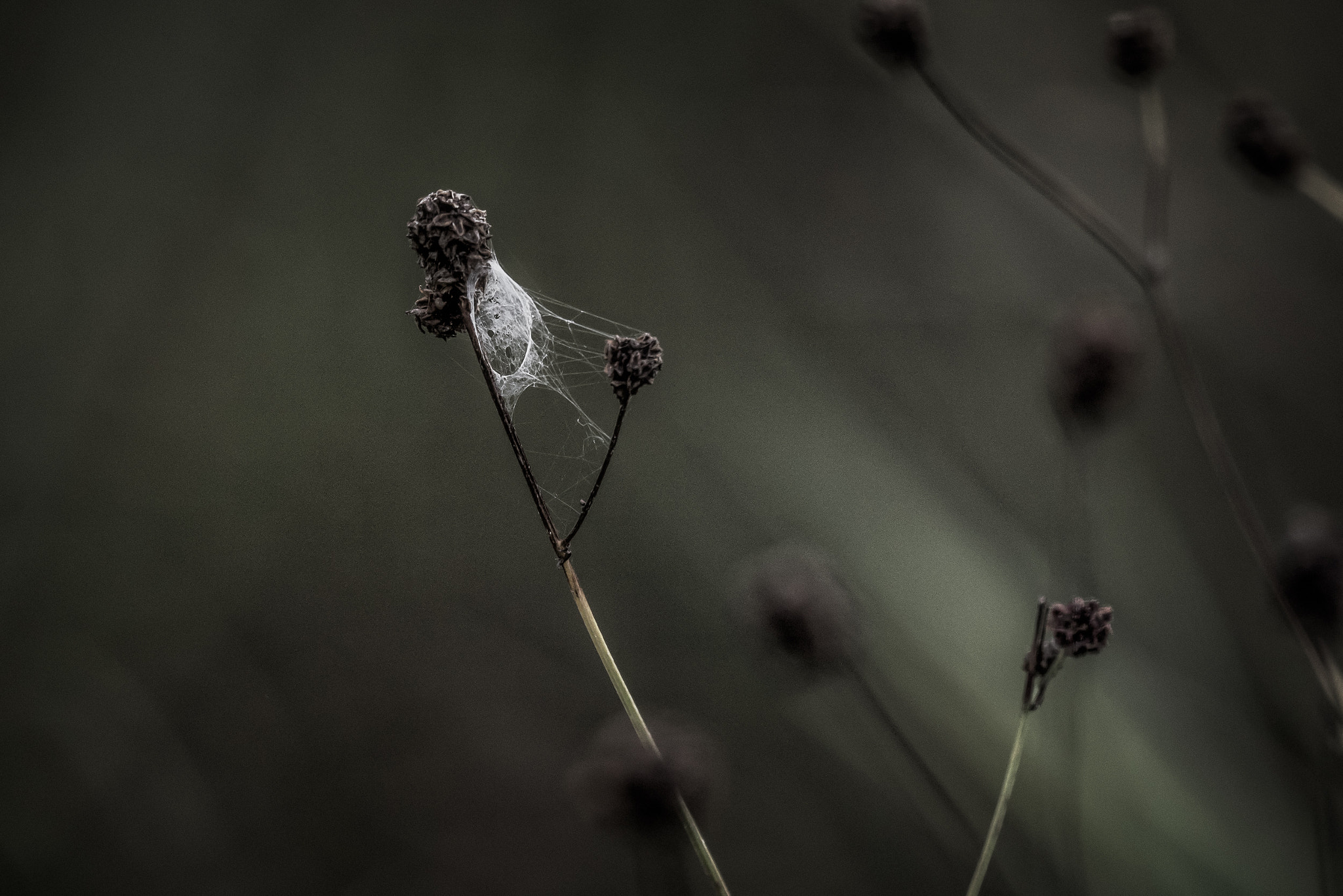 Panasonic Lumix DMC-GX8 + LEICA DG 100-400/F4.0-6.3 sample photo. Pur natur photography