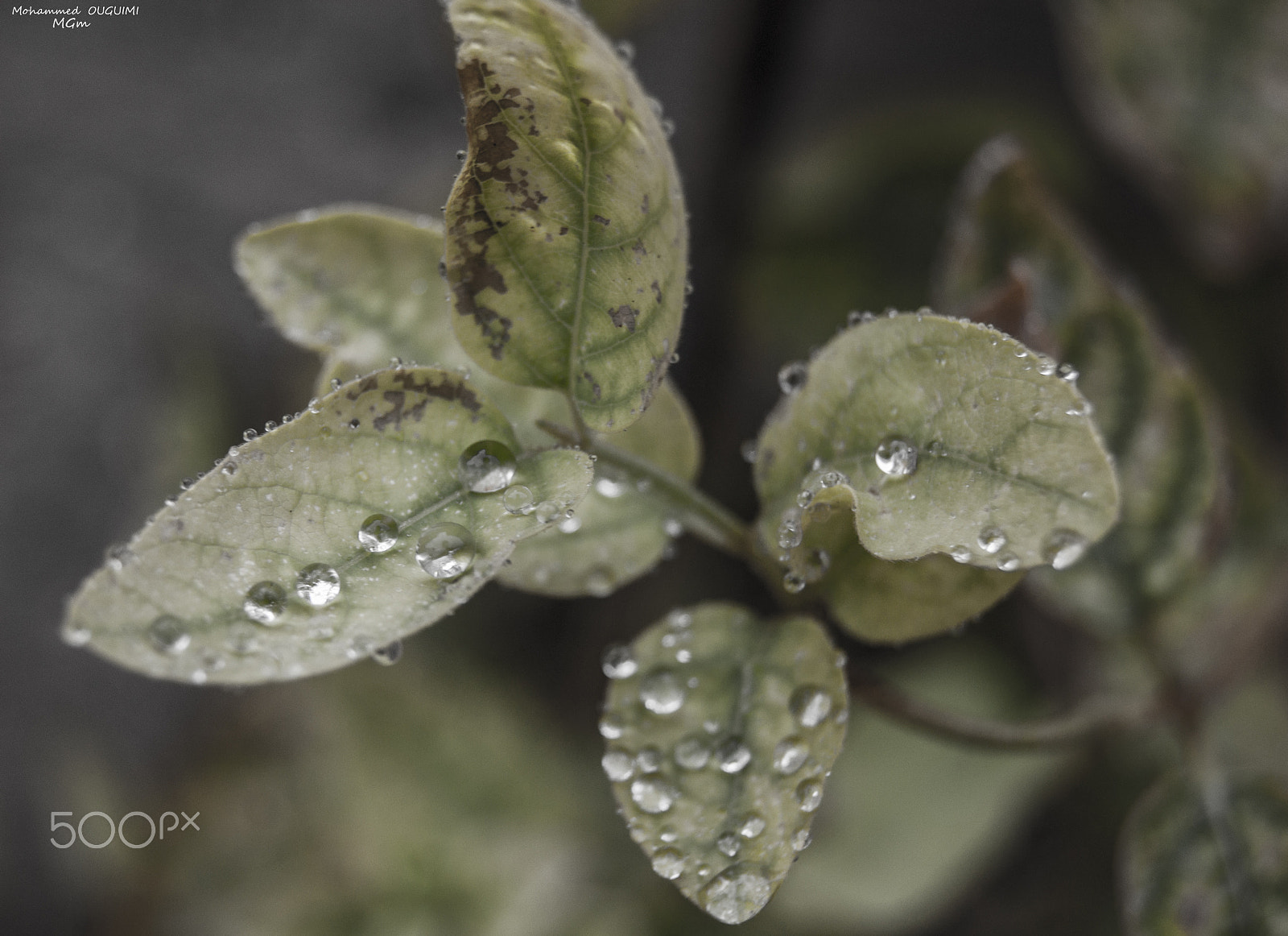 Sony Alpha DSLR-A350 sample photo. Raindrops photography