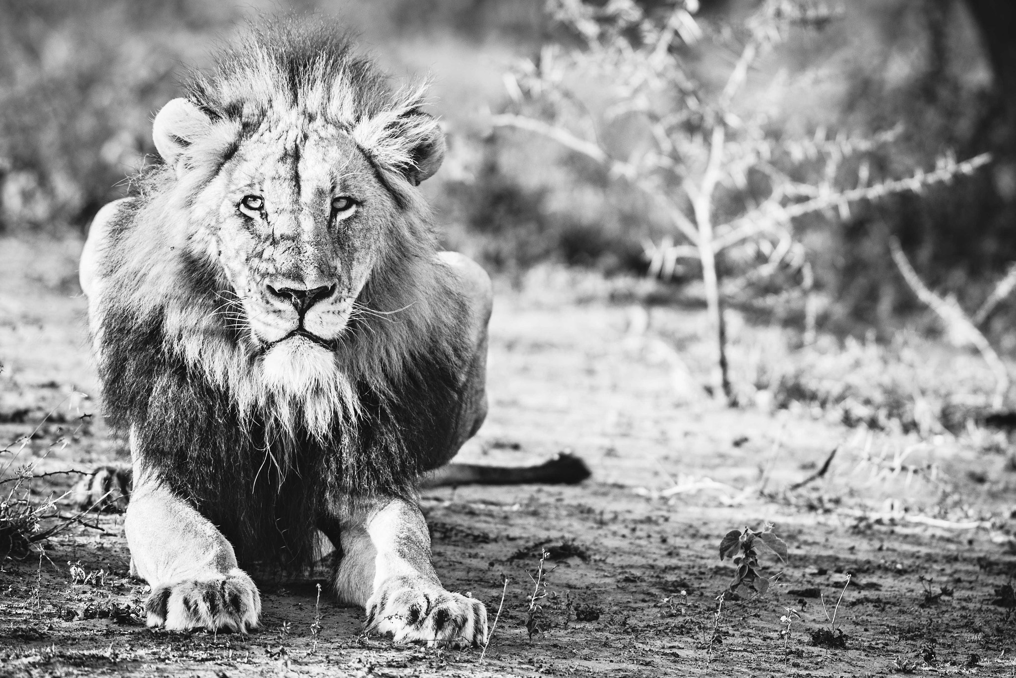 Nikon AF-S Nikkor 300mm F2.8G ED VR II sample photo. Lion king portrait photography