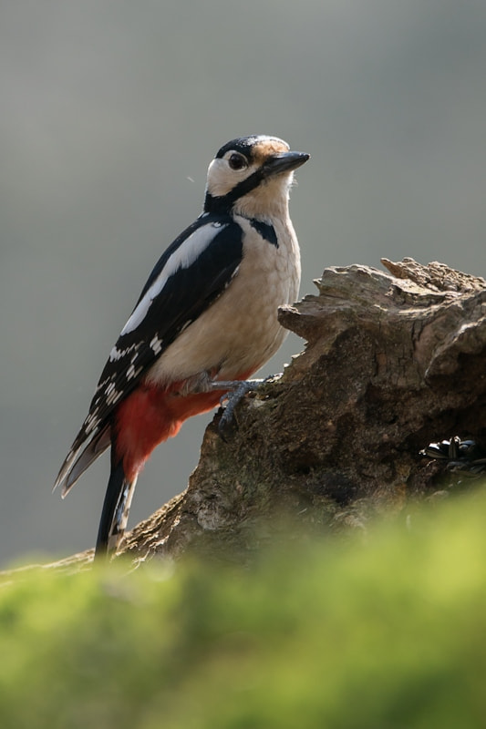 Sony ILCA-77M2 + Tamron SP 150-600mm F5-6.3 Di VC USD sample photo. Great spotted woodpecker photography