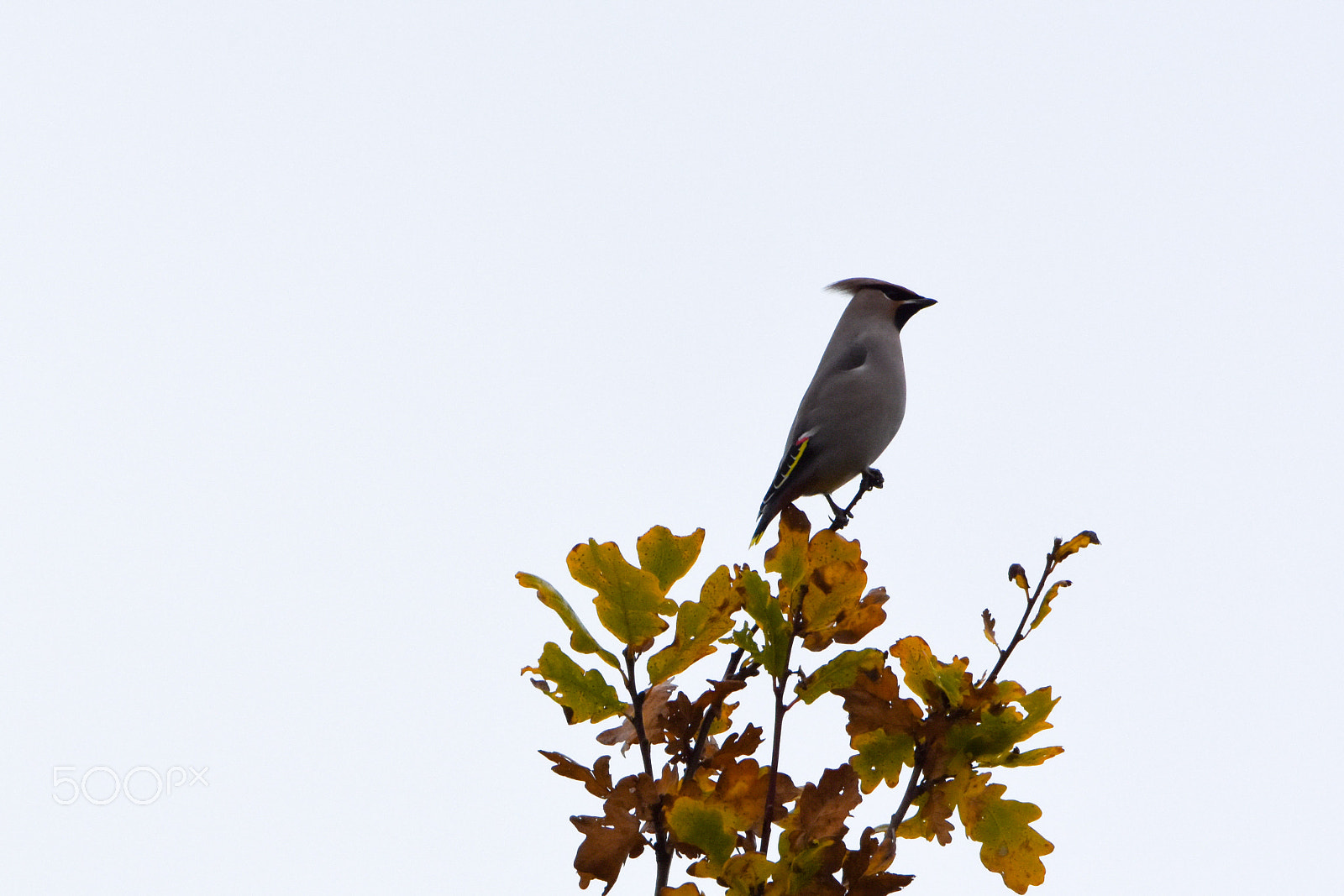 Tamron SP 150-600mm F5-6.3 Di VC USD sample photo. Waxwing photography