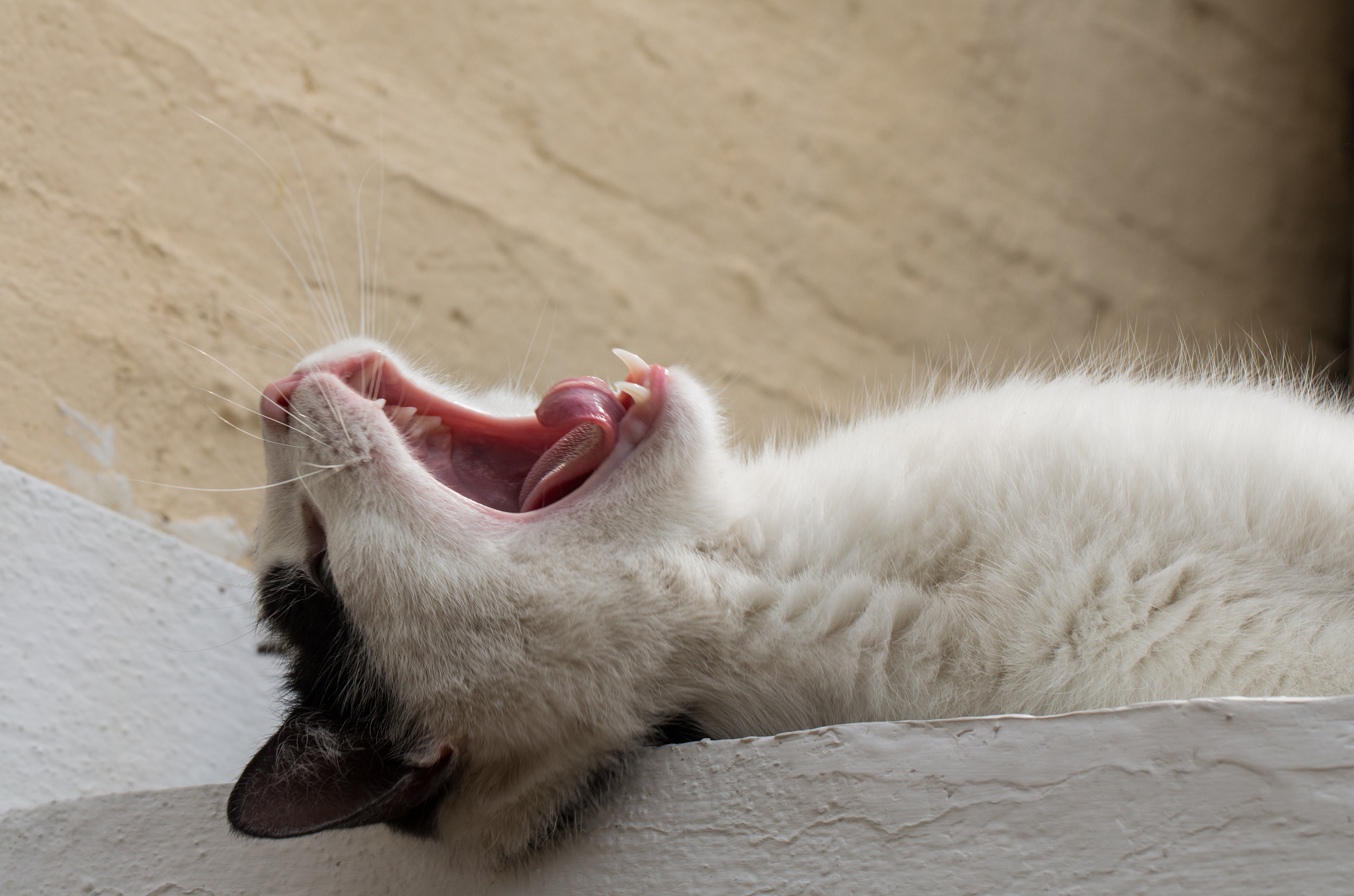 Canon EOS 700D (EOS Rebel T5i / EOS Kiss X7i) + Canon EF 100mm F2.8L Macro IS USM sample photo. Cat yawning photography