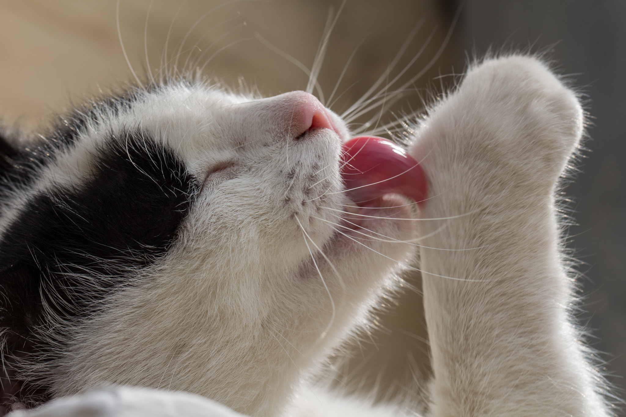 Canon EOS 700D (EOS Rebel T5i / EOS Kiss X7i) + Canon EF 100mm F2.8L Macro IS USM sample photo. Cat licking photography