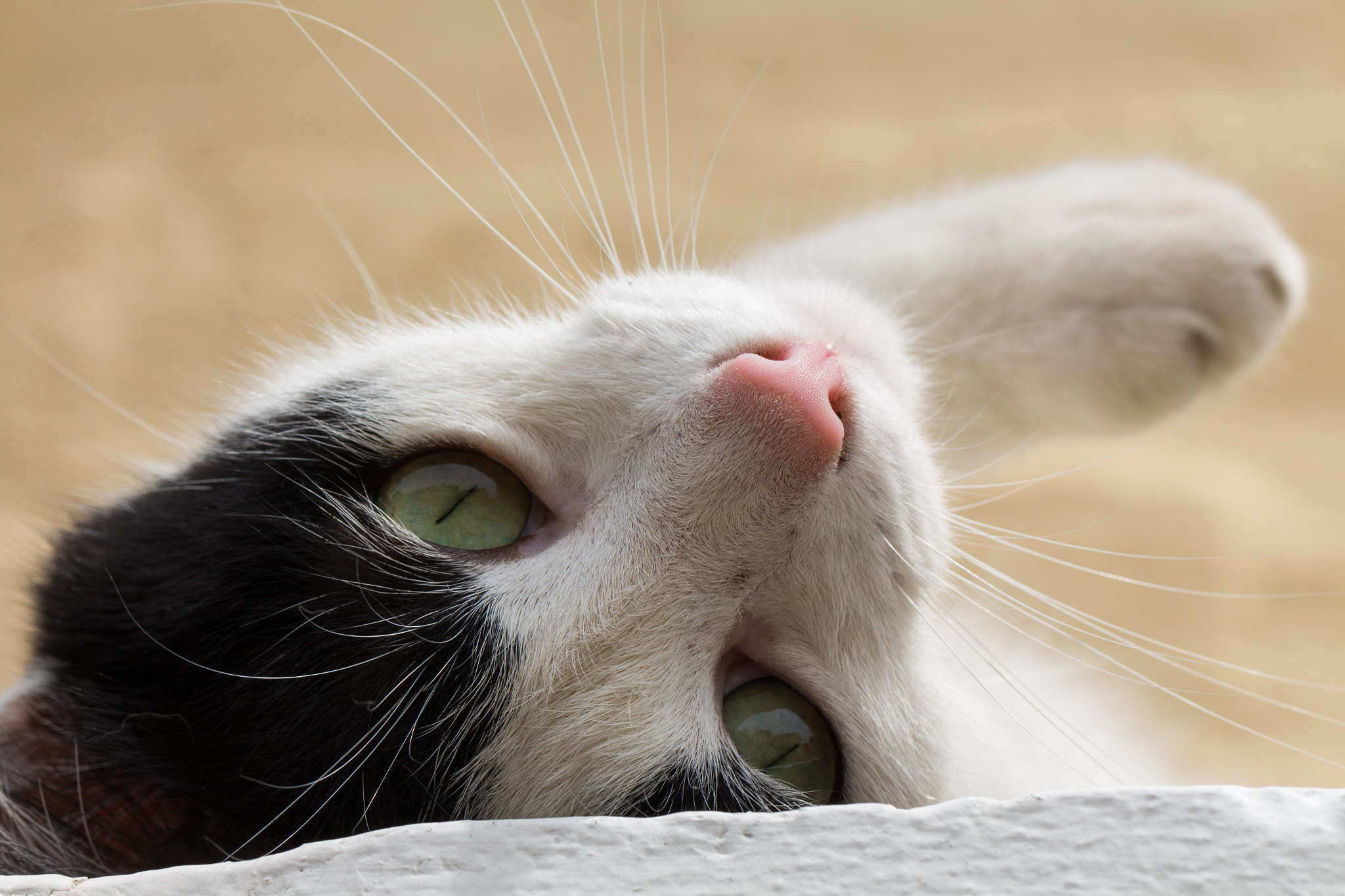 Canon EF 100mm F2.8L Macro IS USM sample photo. Cat eyes photography