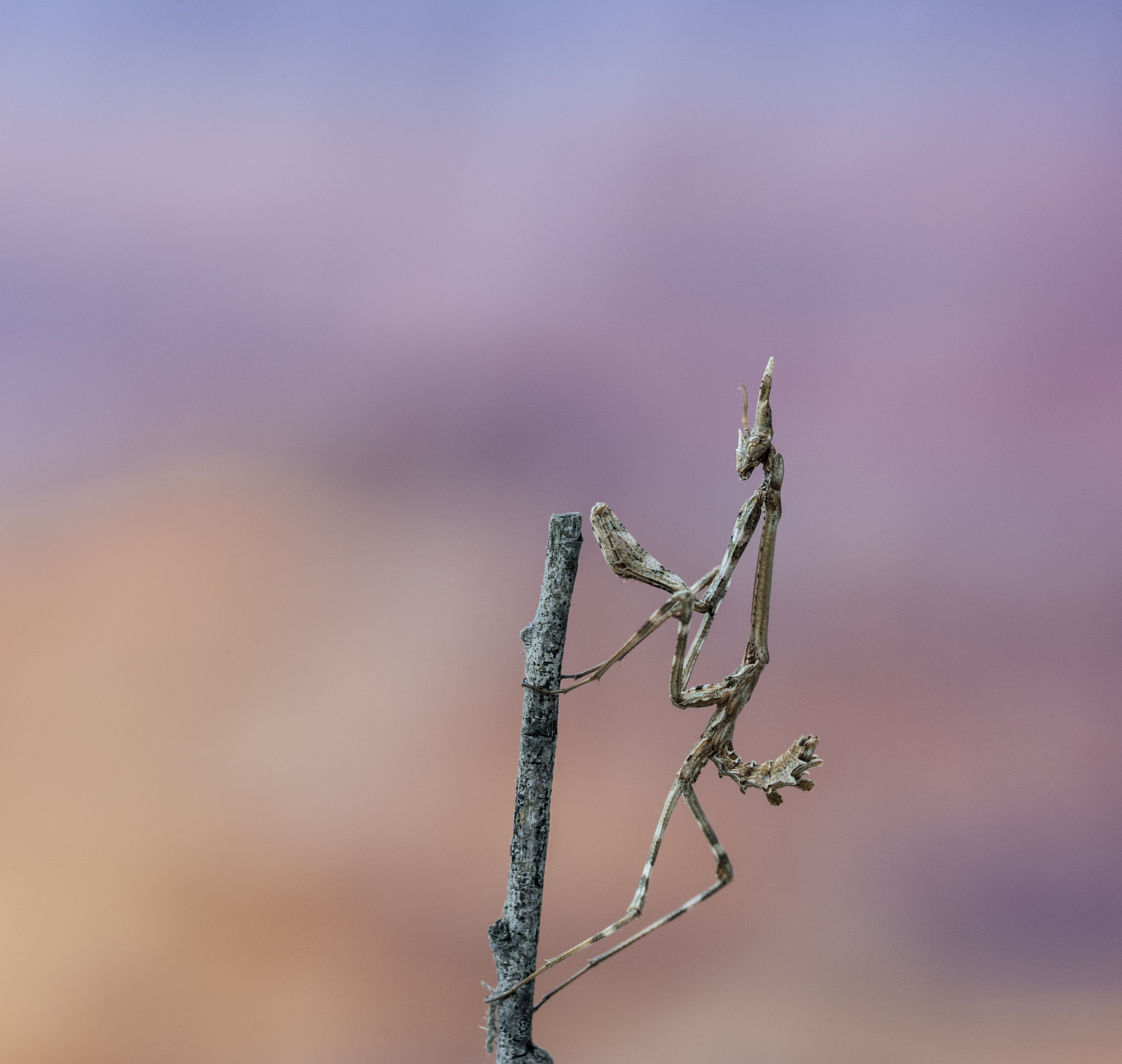 Sigma APO Macro 180mm F3.5 EX DG HSM sample photo. Empusa photography
