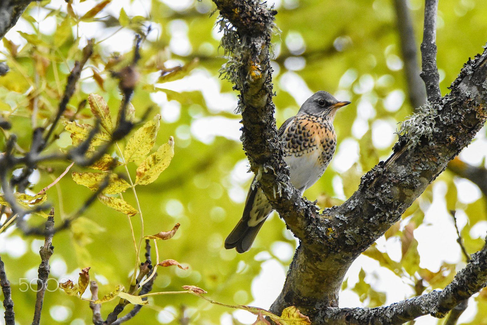 Tamron SP 150-600mm F5-6.3 Di VC USD sample photo. Fieldfare bird, turdus pilaris photography