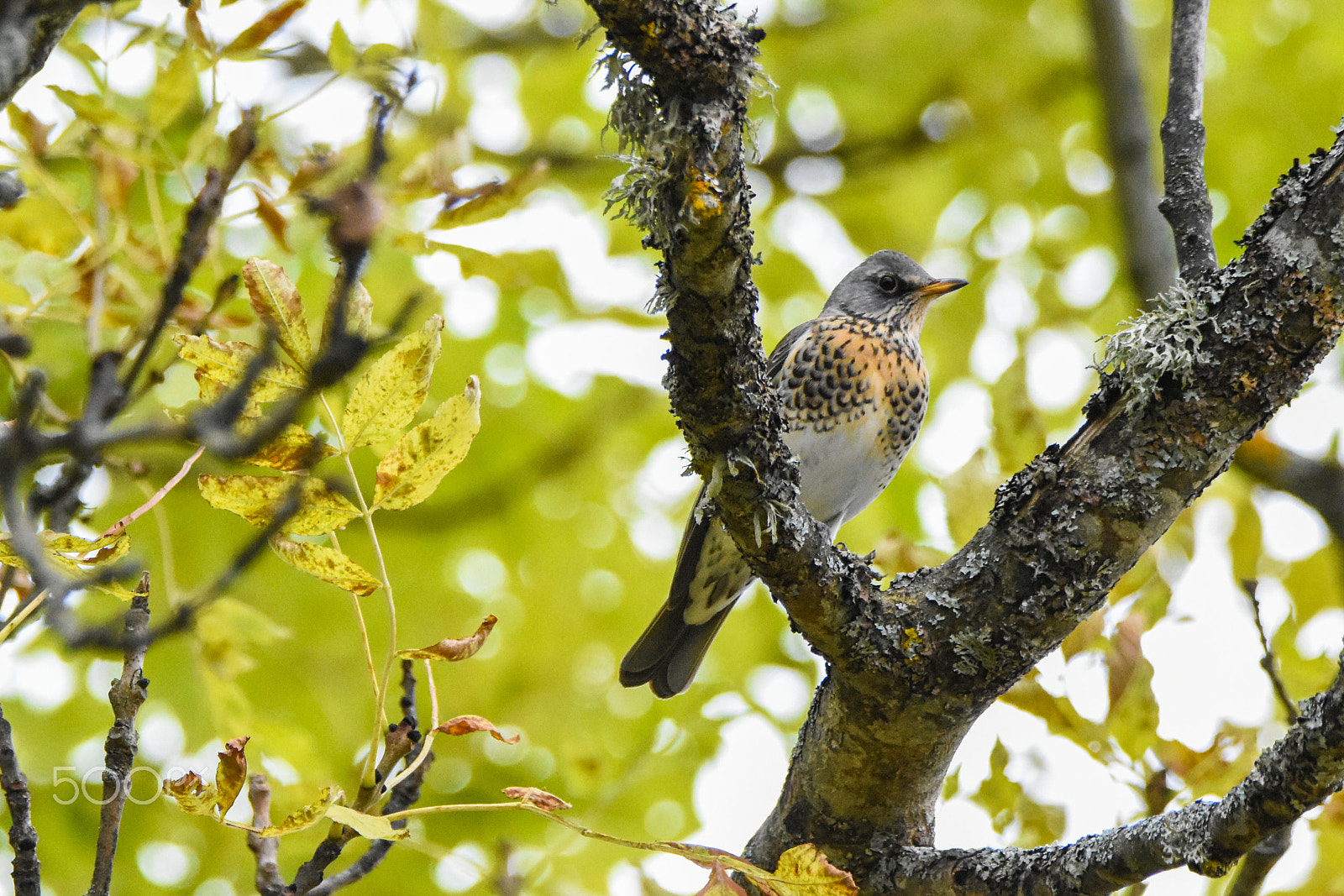 Nikon D7200 + Tamron SP 150-600mm F5-6.3 Di VC USD sample photo. Fieldfare bird, turdus pilaris photography