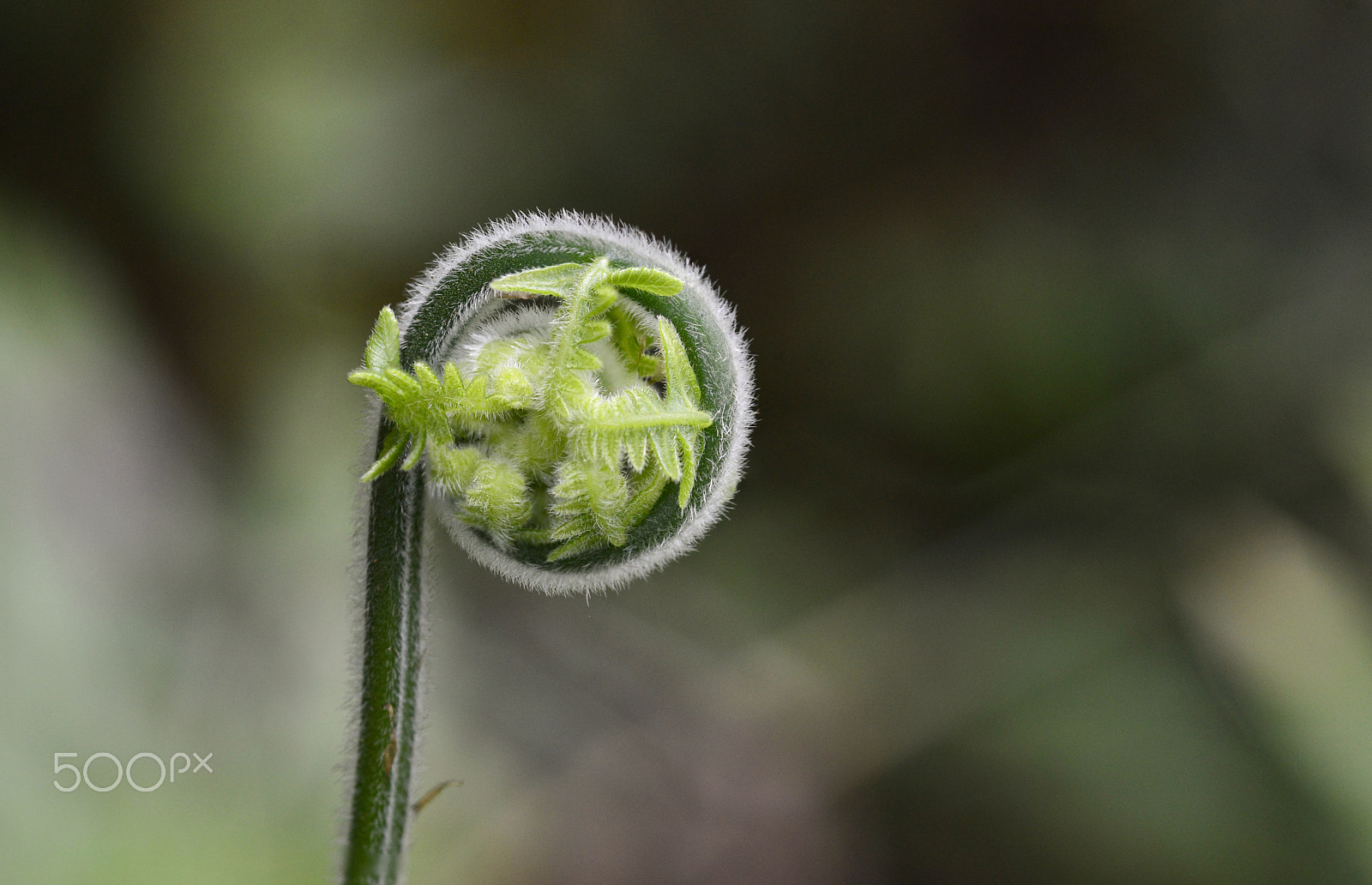 Nikon D3200 sample photo. Pronta para desabrochar photography