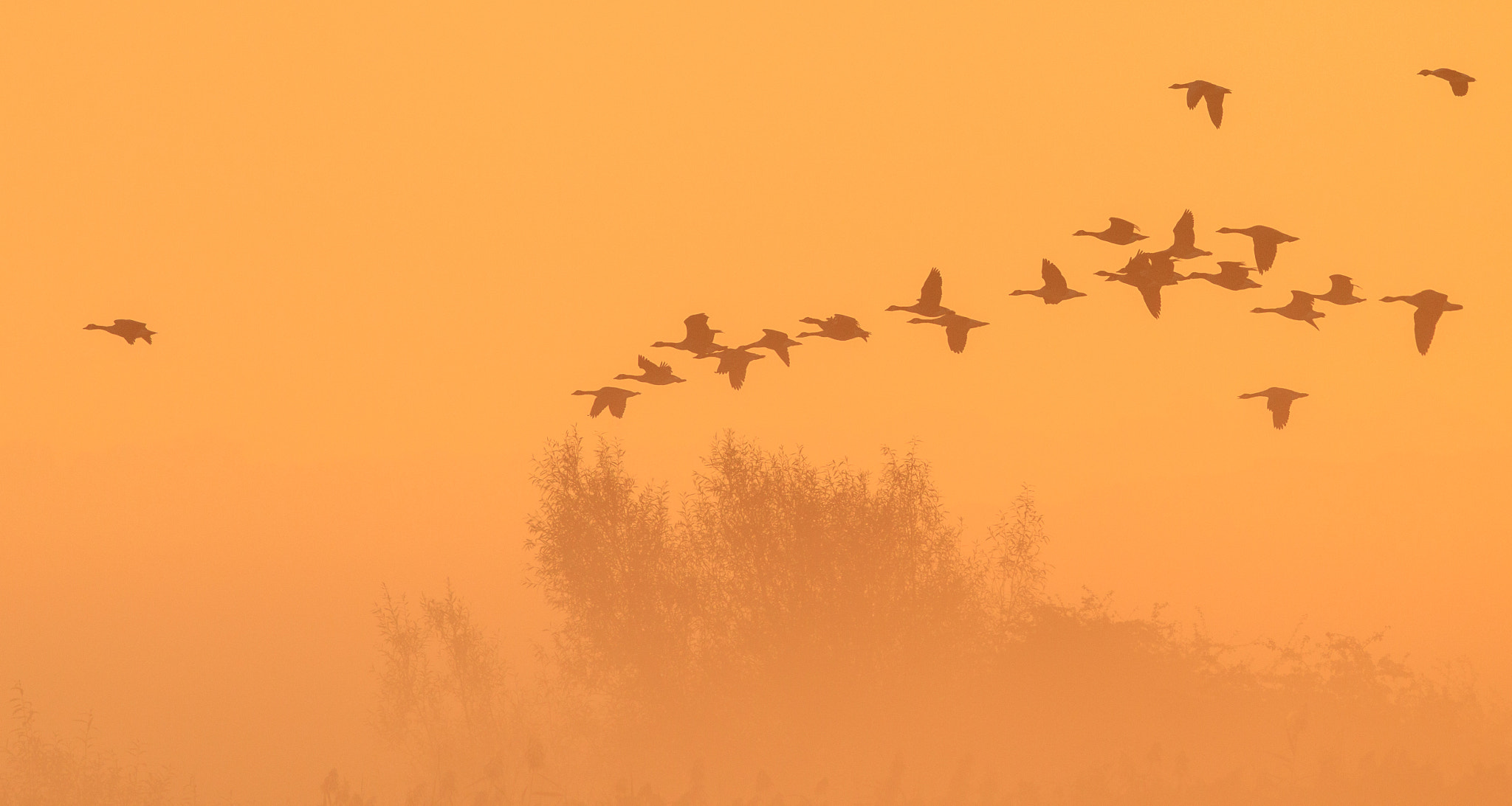 Canon EF 500mm F4L IS II USM sample photo. Sunrise geese photography