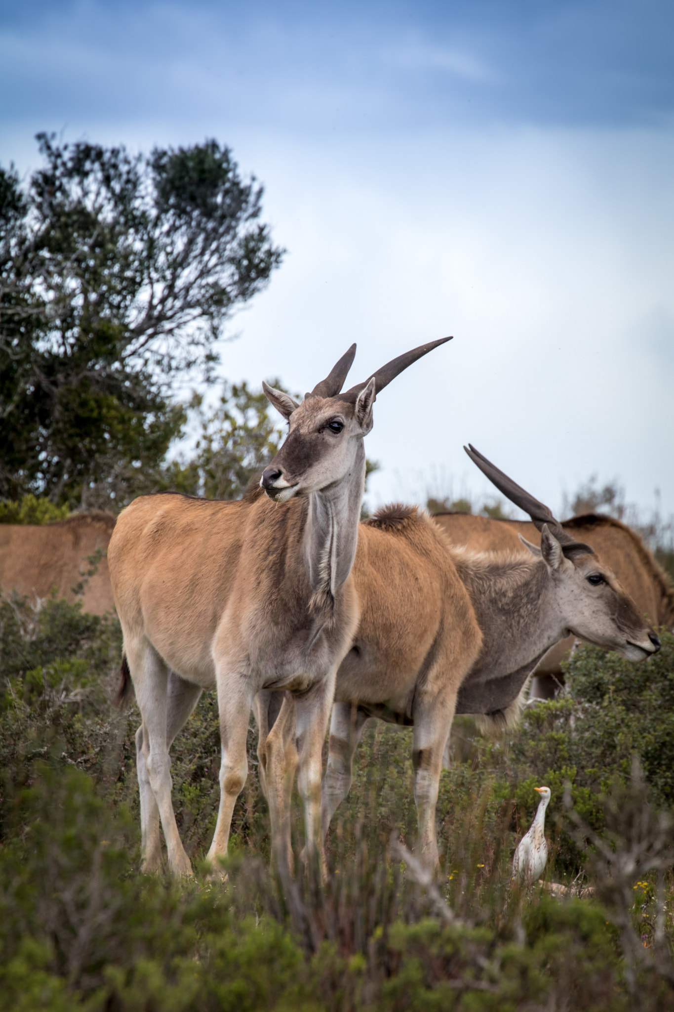 Canon EF 70-300mm F4-5.6L IS USM sample photo. Eland photography