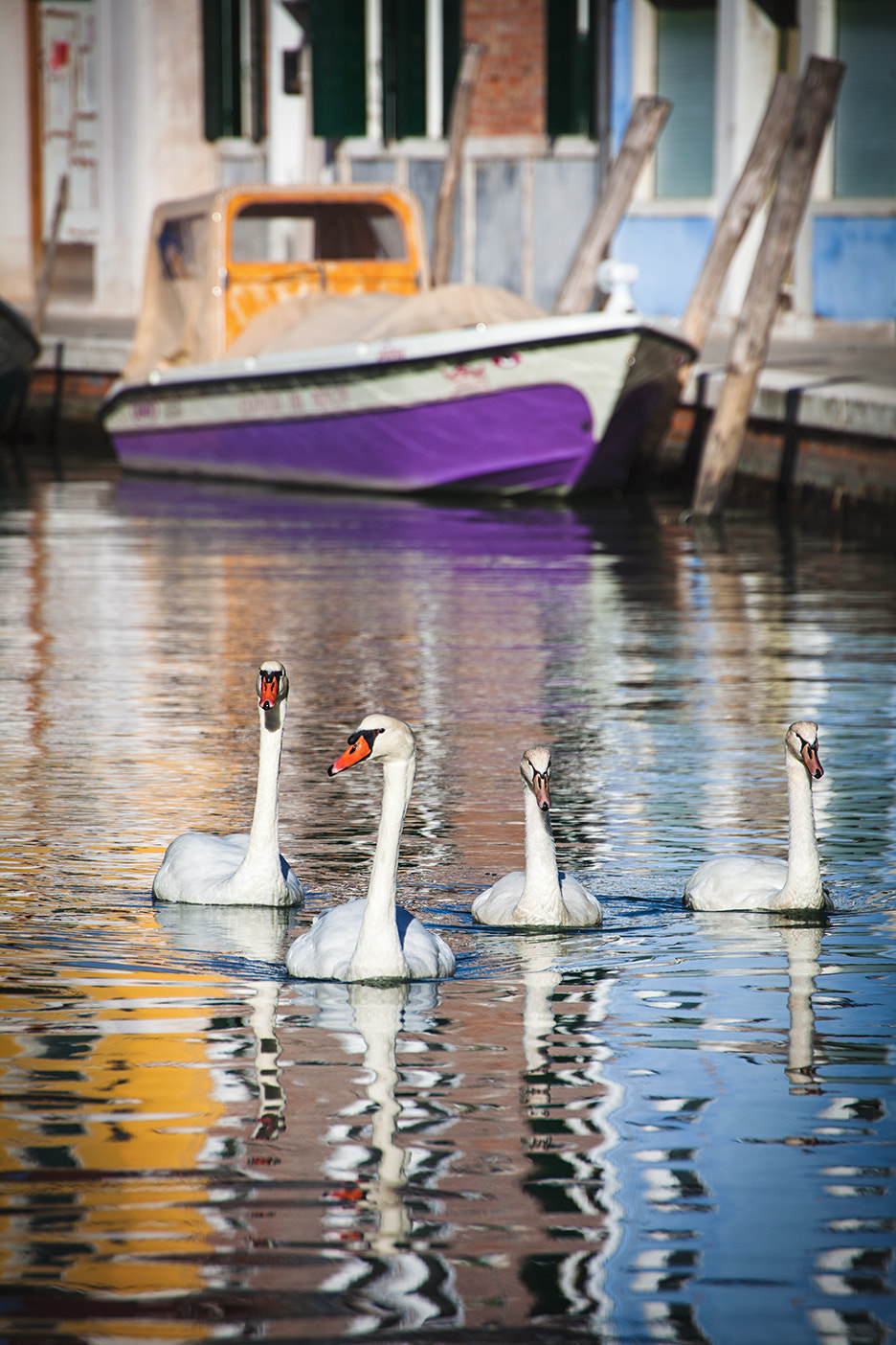 Canon EOS 5D Mark II + Tamron SP 70-300mm F4-5.6 Di VC USD sample photo. Burano swans photography