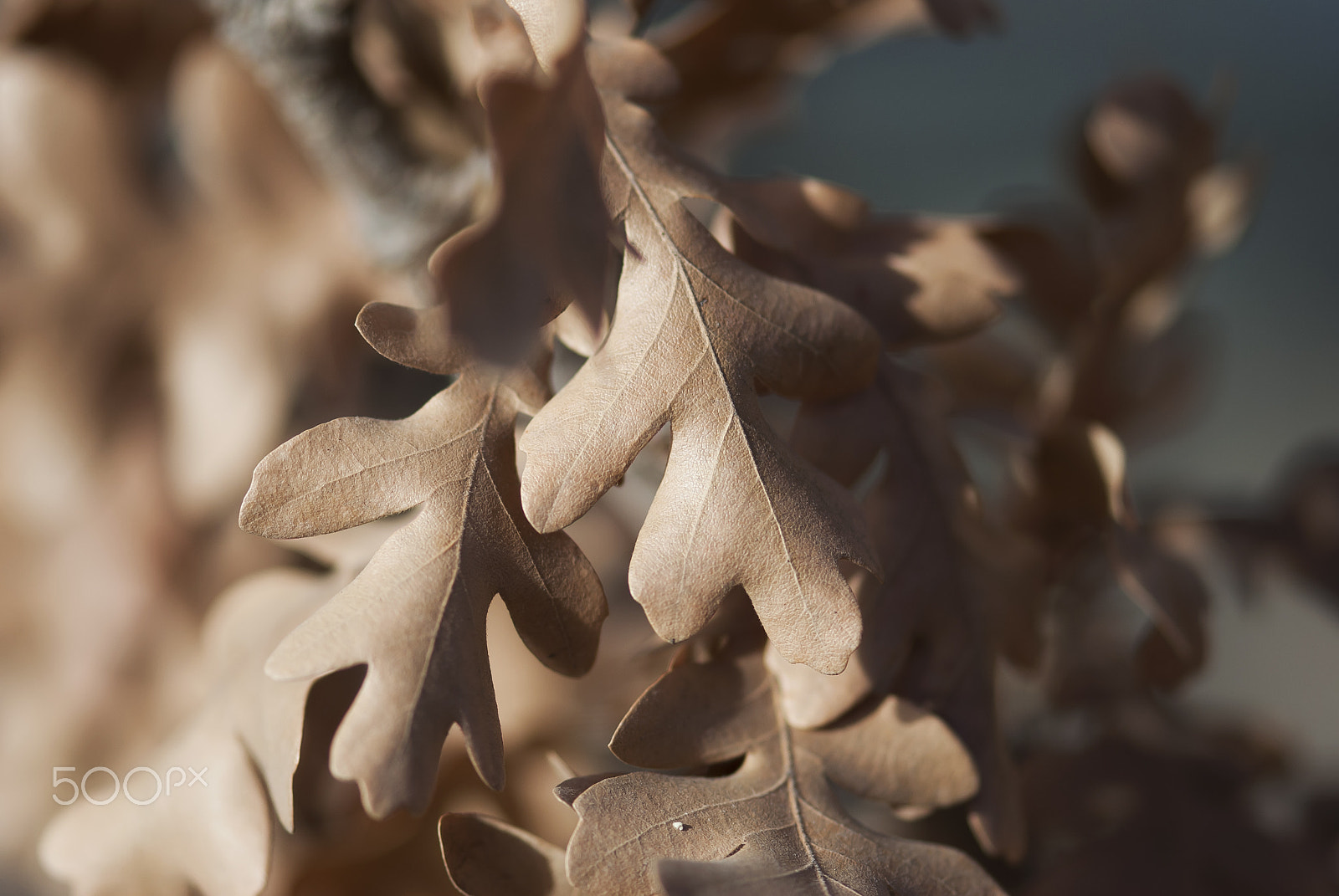 Nikon AF-S Micro-Nikkor 105mm F2.8G IF-ED VR sample photo. Dried oak leaves photography