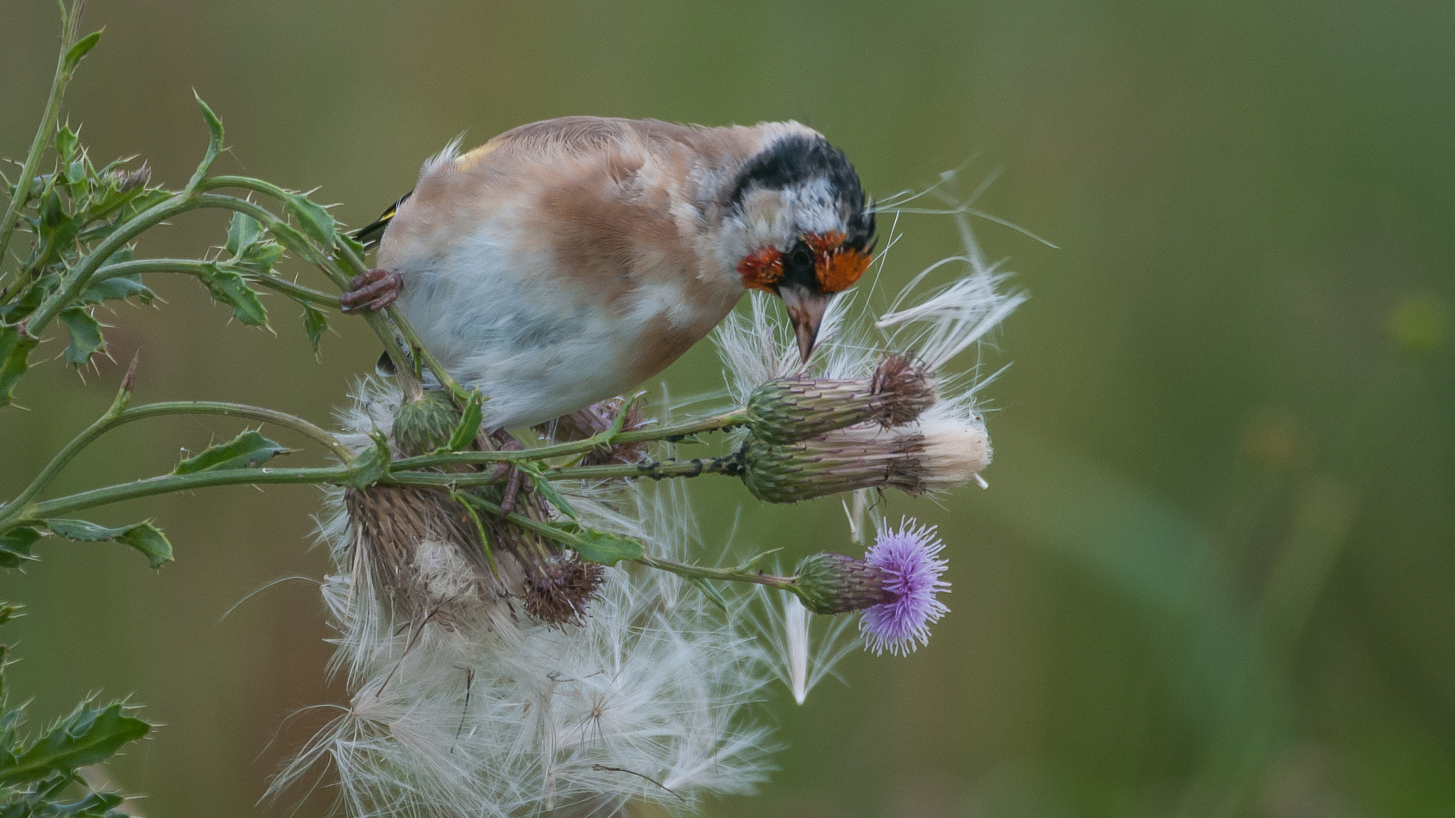 Sigma 150-600mm F5-6.3 DG OS HSM | C sample photo. Looking for food photography