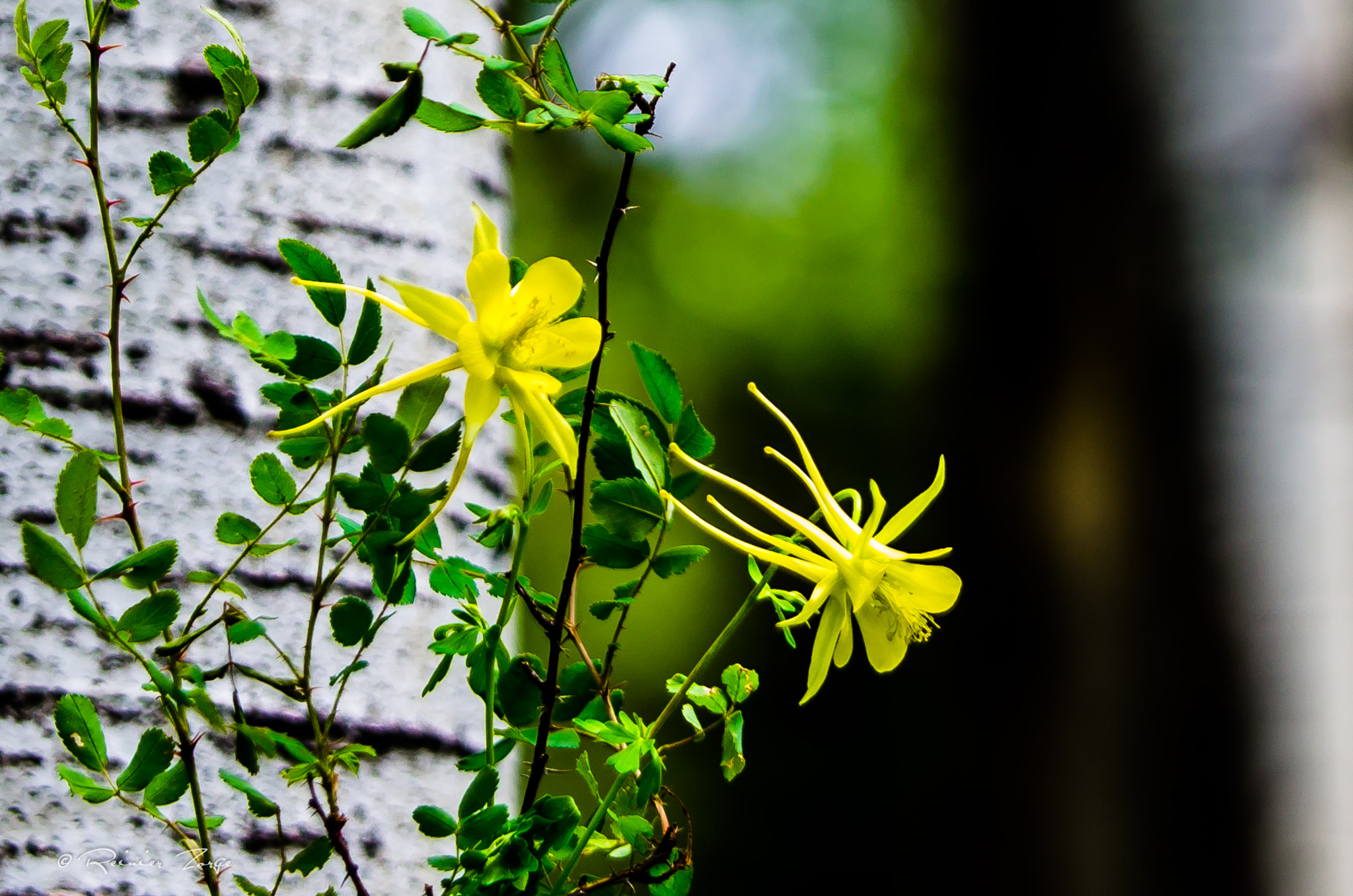 Tamron SP 70-200mm F2.8 Di VC USD sample photo. Columbine photography