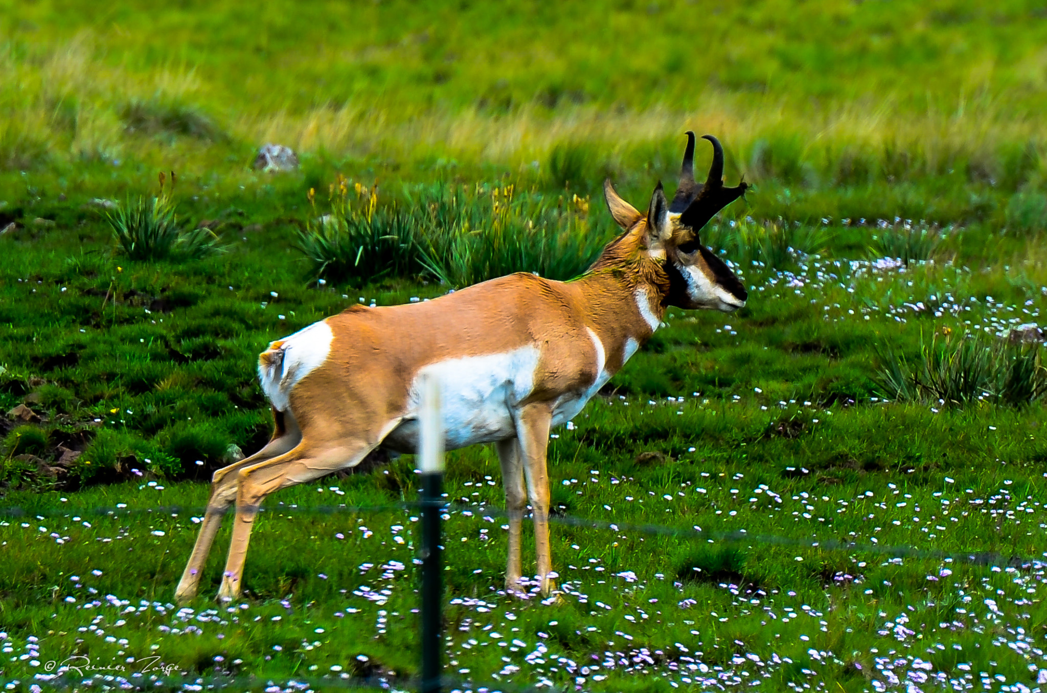 Tamron SP 70-200mm F2.8 Di VC USD sample photo. Nature break photography