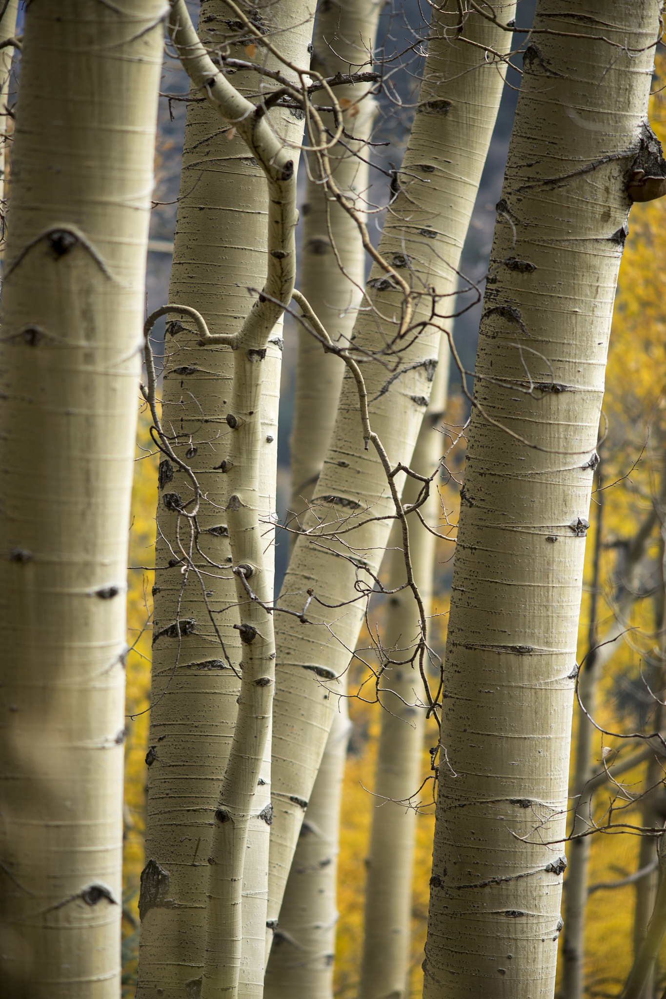 Sony a7 + Minolta AF 200mm F2.8 HS-APO G sample photo. Aspen trunks photography