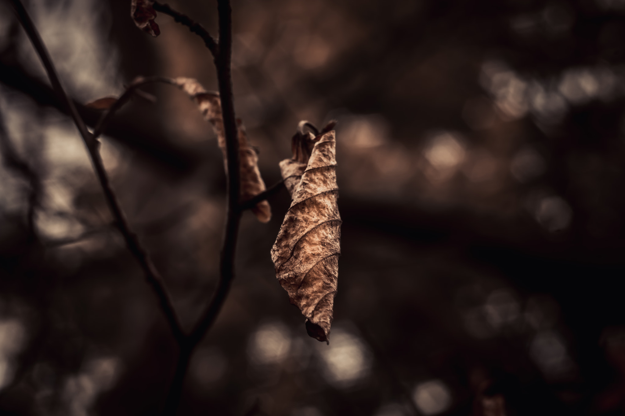 Sony SLT-A77 + Minolta AF 50mm F1.7 sample photo. Leaf photography