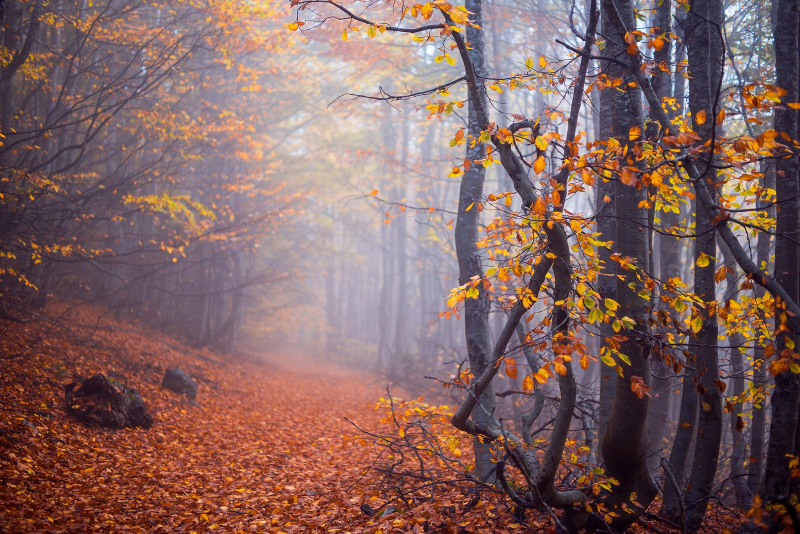 ZEISS Makro-Planar T* 50mm F2 sample photo. Autumn photography