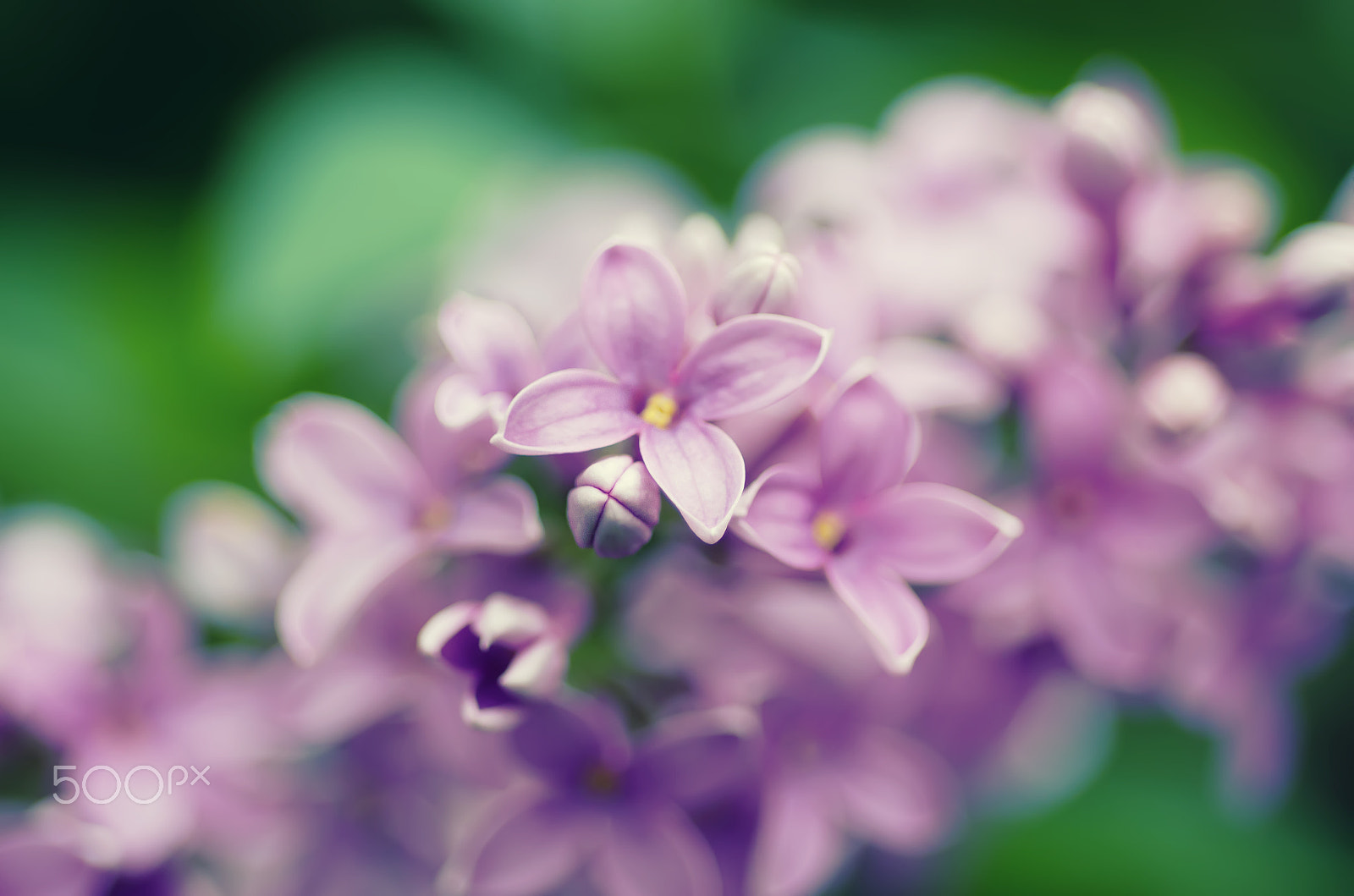 Nikon D7000 + Nikon AF Micro-Nikkor 60mm F2.8D sample photo. Spring lilac flowers photography