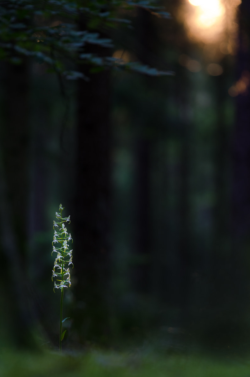 Nikon AF-S Nikkor 70-200mm F4G ED VR sample photo. Waldhyazinthe photography