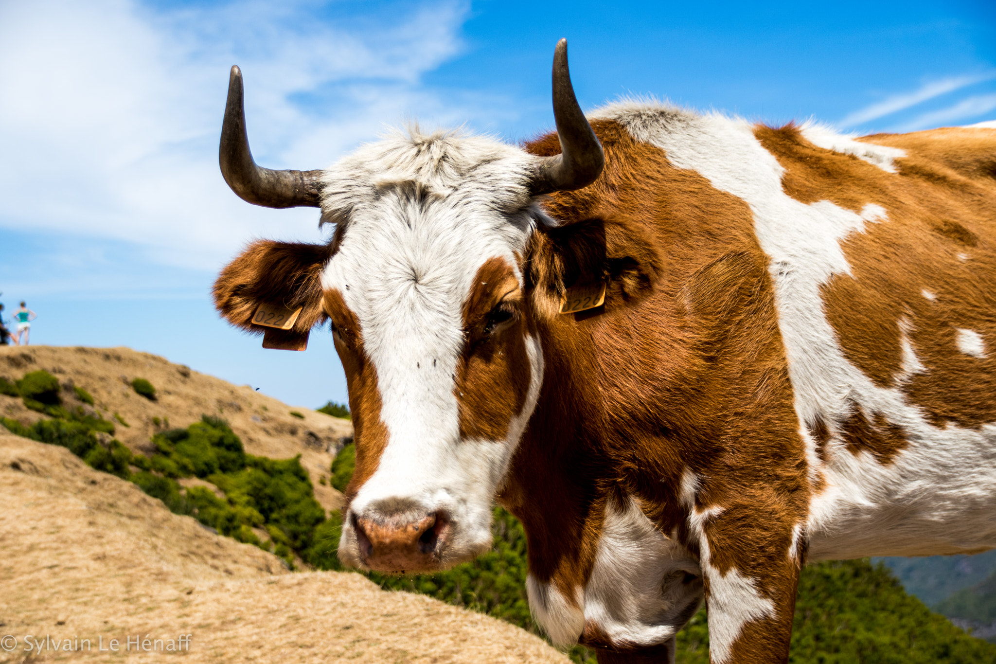Sigma 18-250mm F3.5-6.3 DC OS HSM sample photo. Magic cow photography