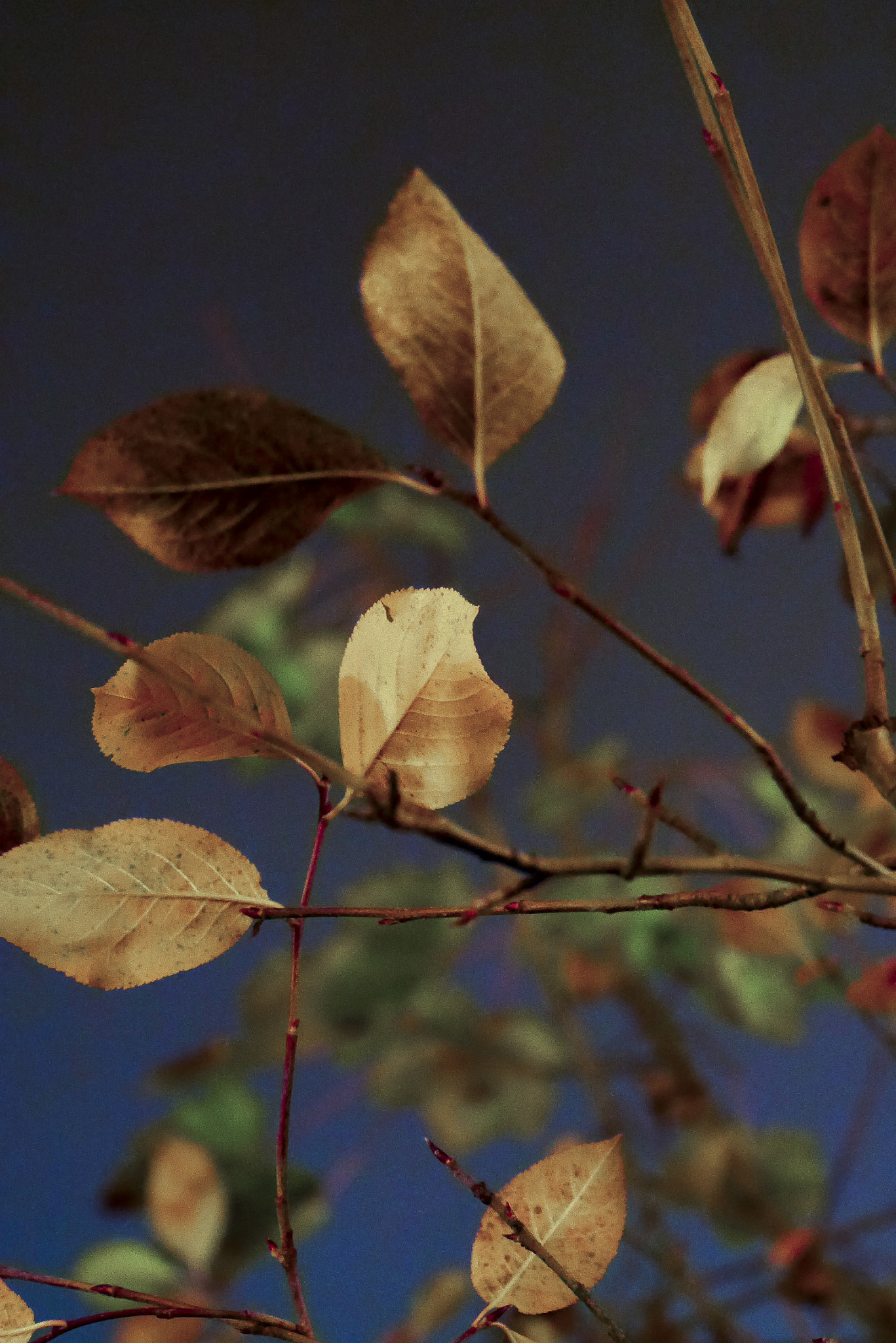 Panasonic Lumix DMC-GX7 sample photo. Leaves photography
