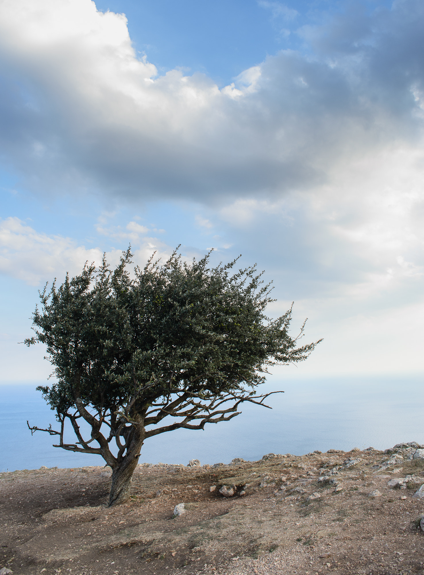 AF Zoom-Nikkor 28-85mm f/3.5-4.5 sample photo. Mountain tree photography