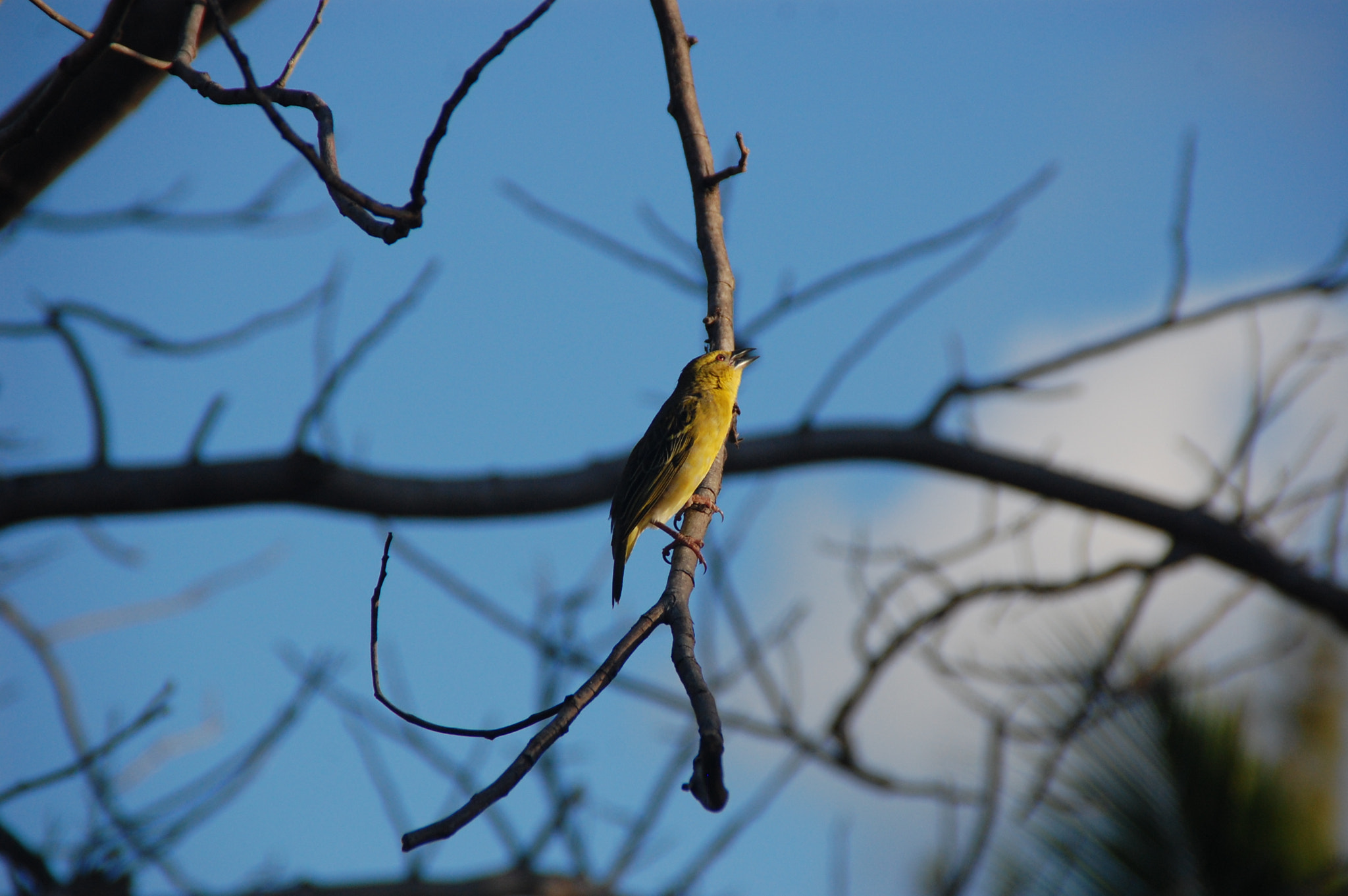 Nikon D40 sample photo. I think it is one ploceus photography
