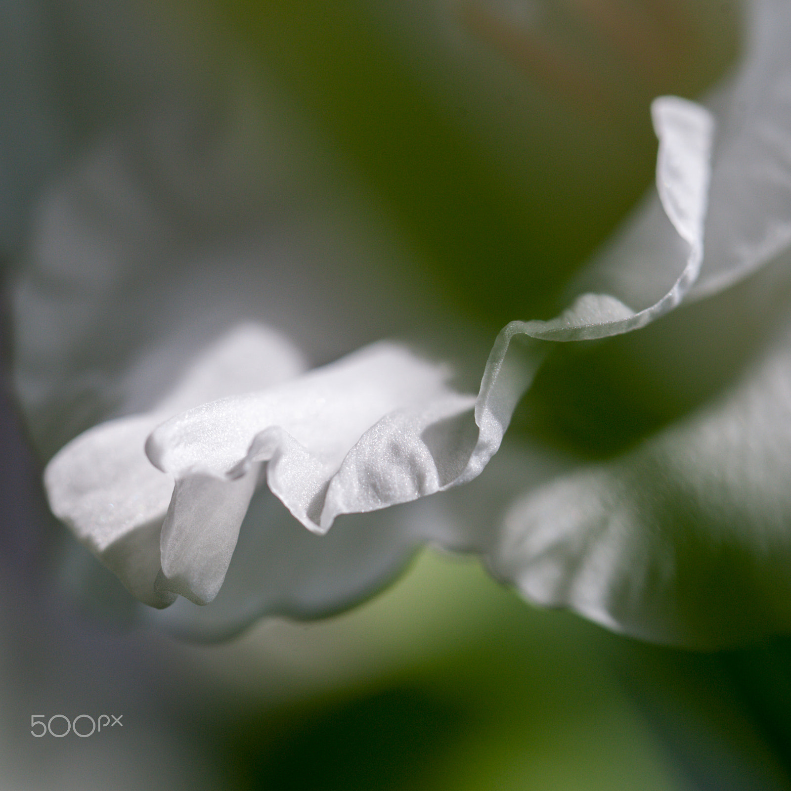 Canon EOS-1D Mark III sample photo. White beauty photography