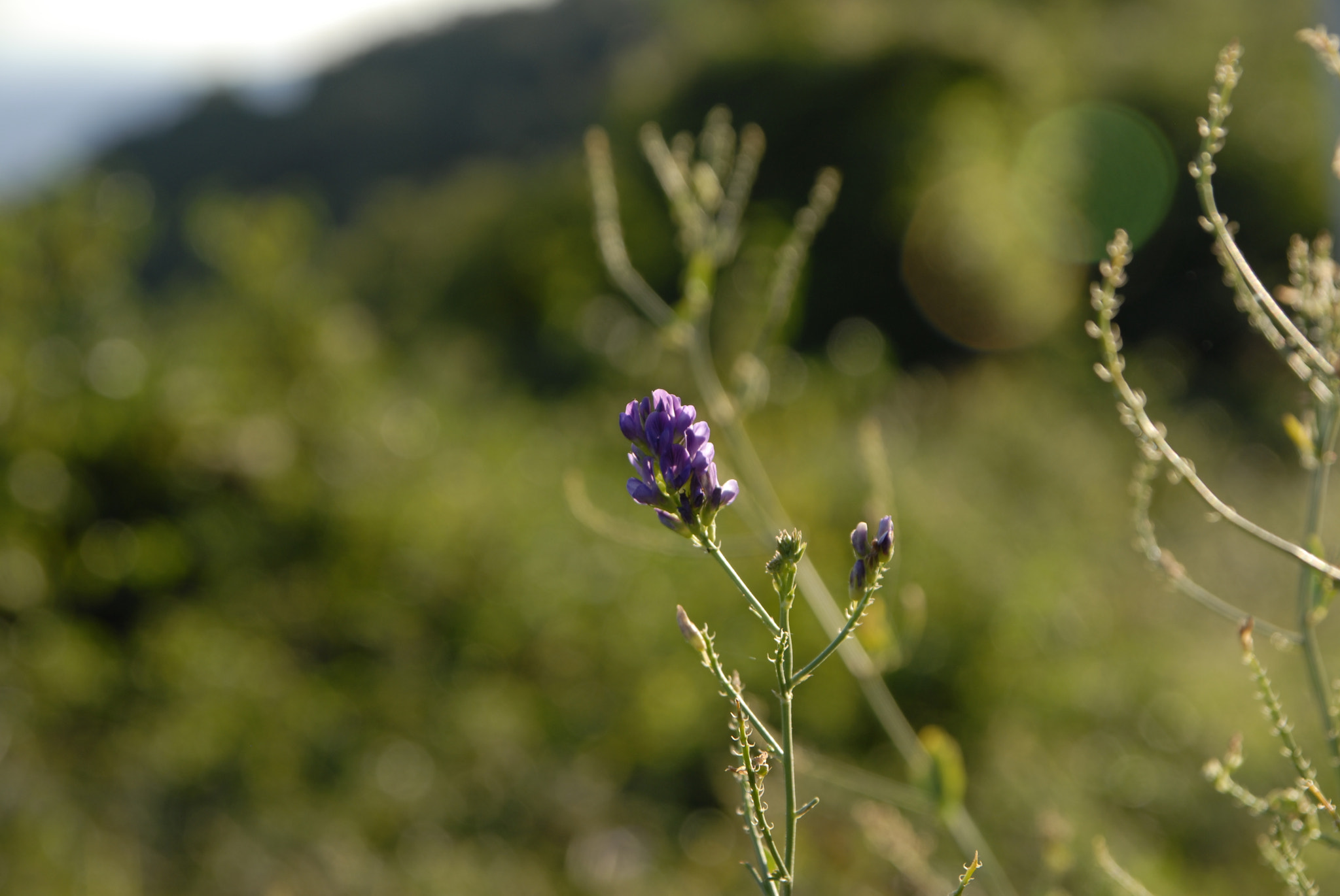 Sigma 17-70mm F2.8-4 DC Macro OS HSM sample photo. Fiori di campo photography