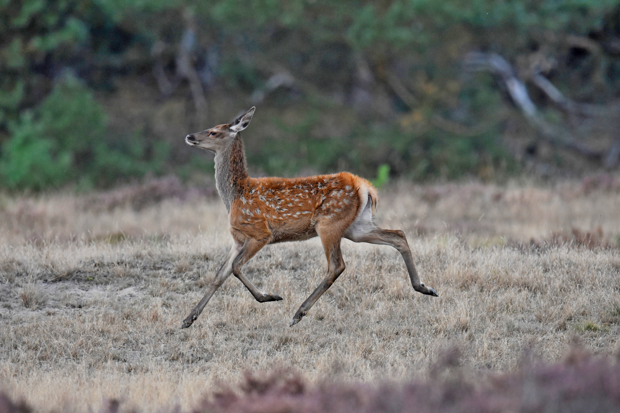 Nikon D7200 + Nikon AF-S Nikkor 600mm F4G ED VR sample photo. Flying young red deer photography