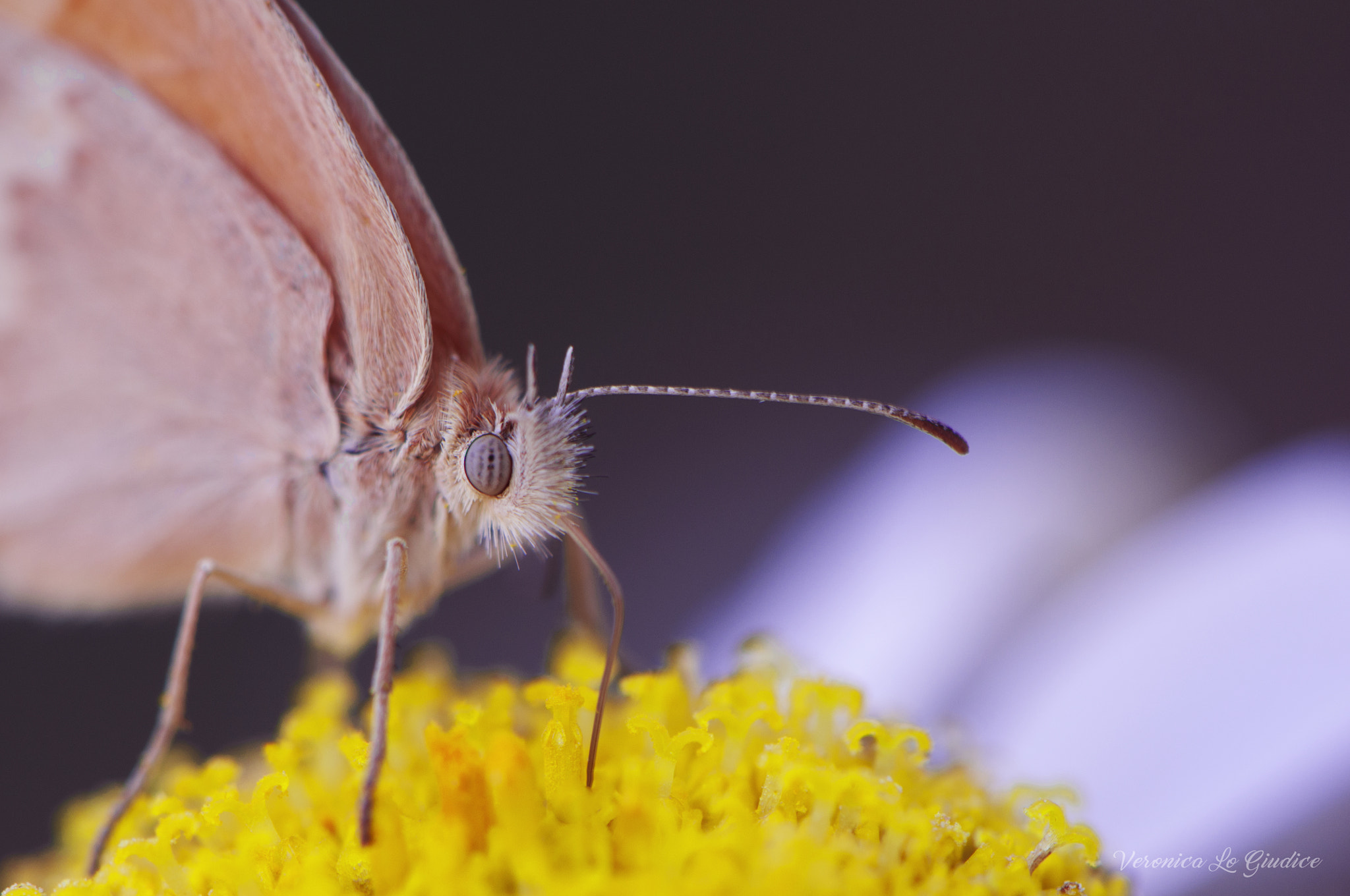 Nikon AF-S DX Micro-Nikkor 85mm F3.5G ED VR sample photo. Butterfly purple photography