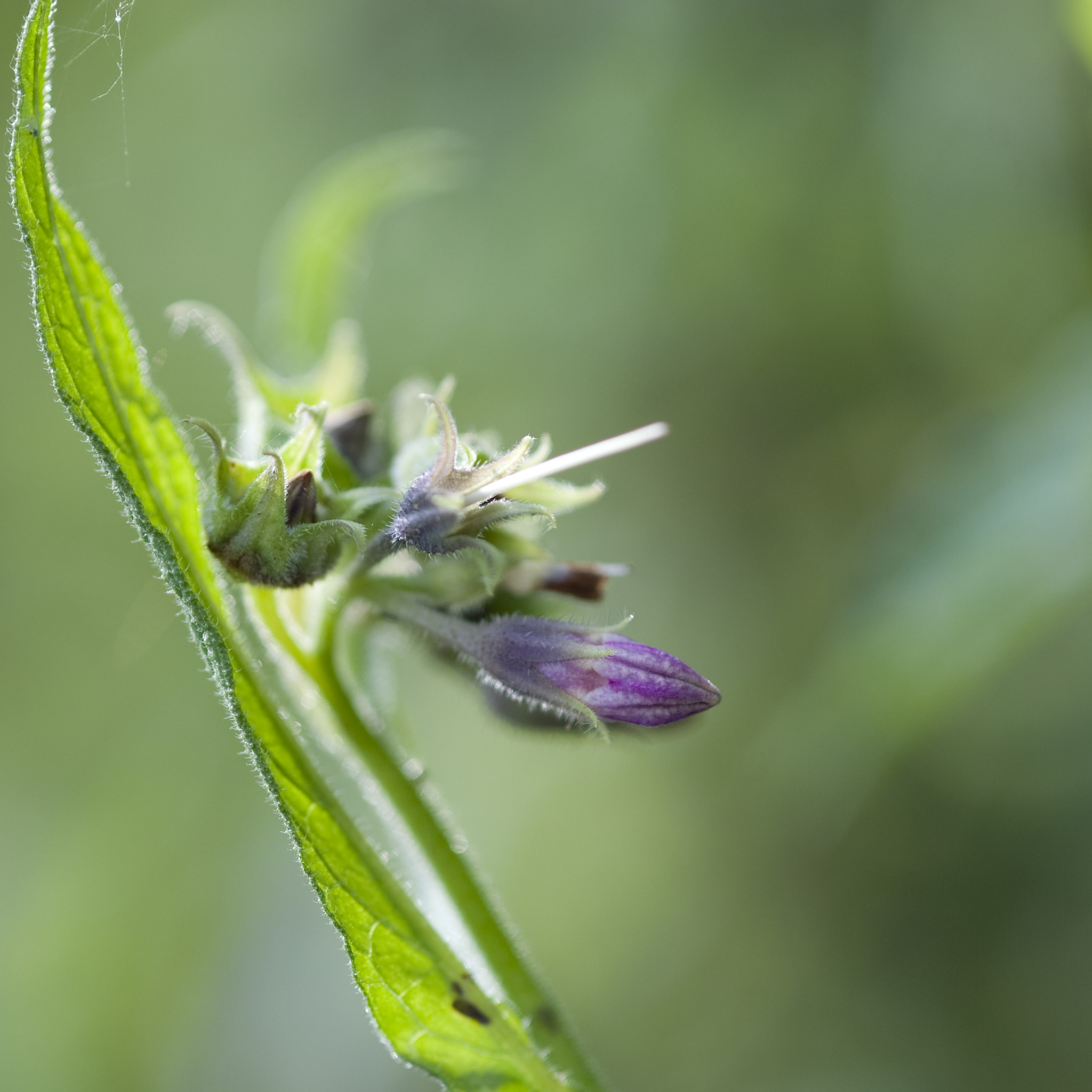 Nikon D3 sample photo