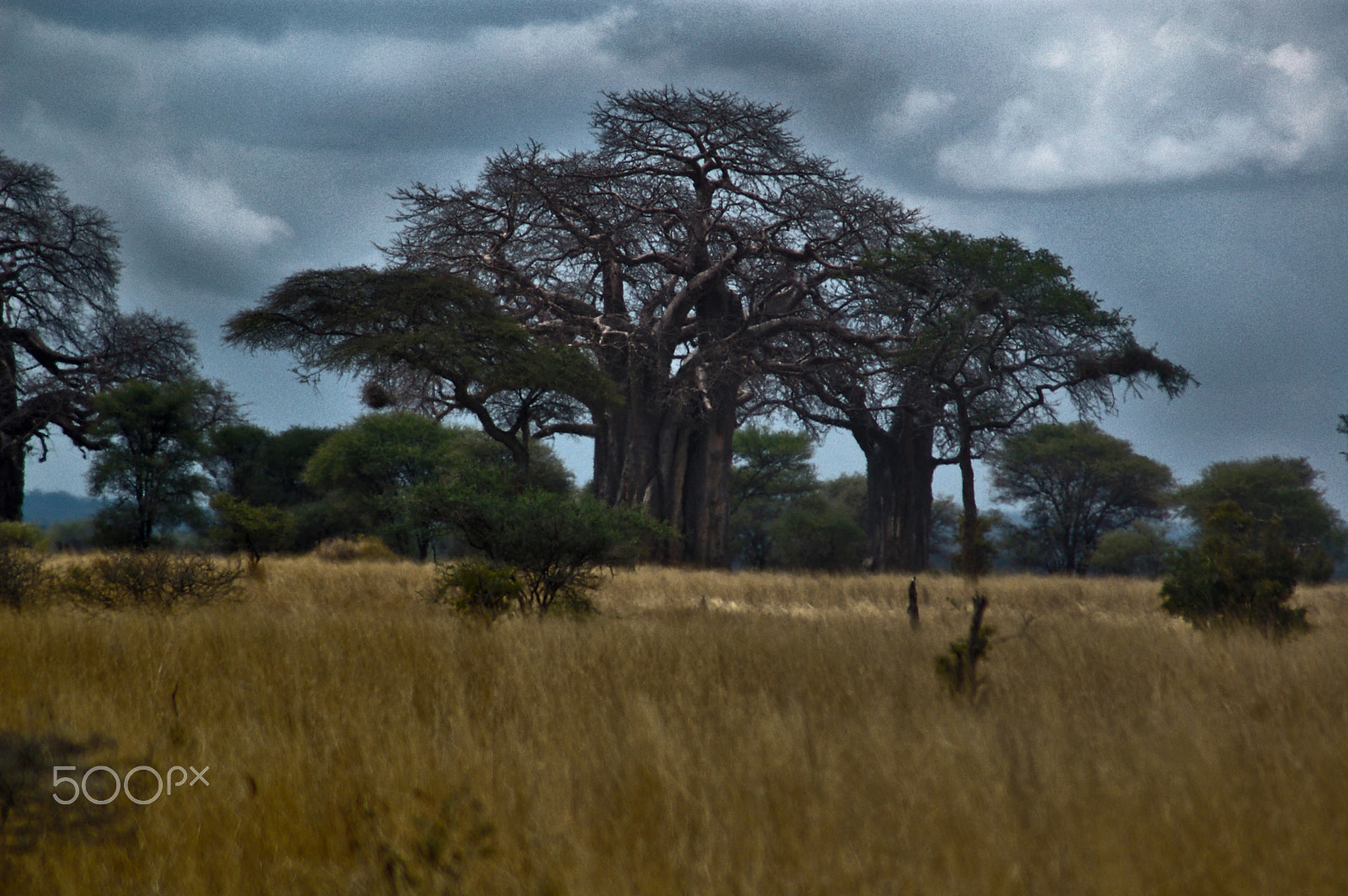 Nikon D50 sample photo. Baobab photography