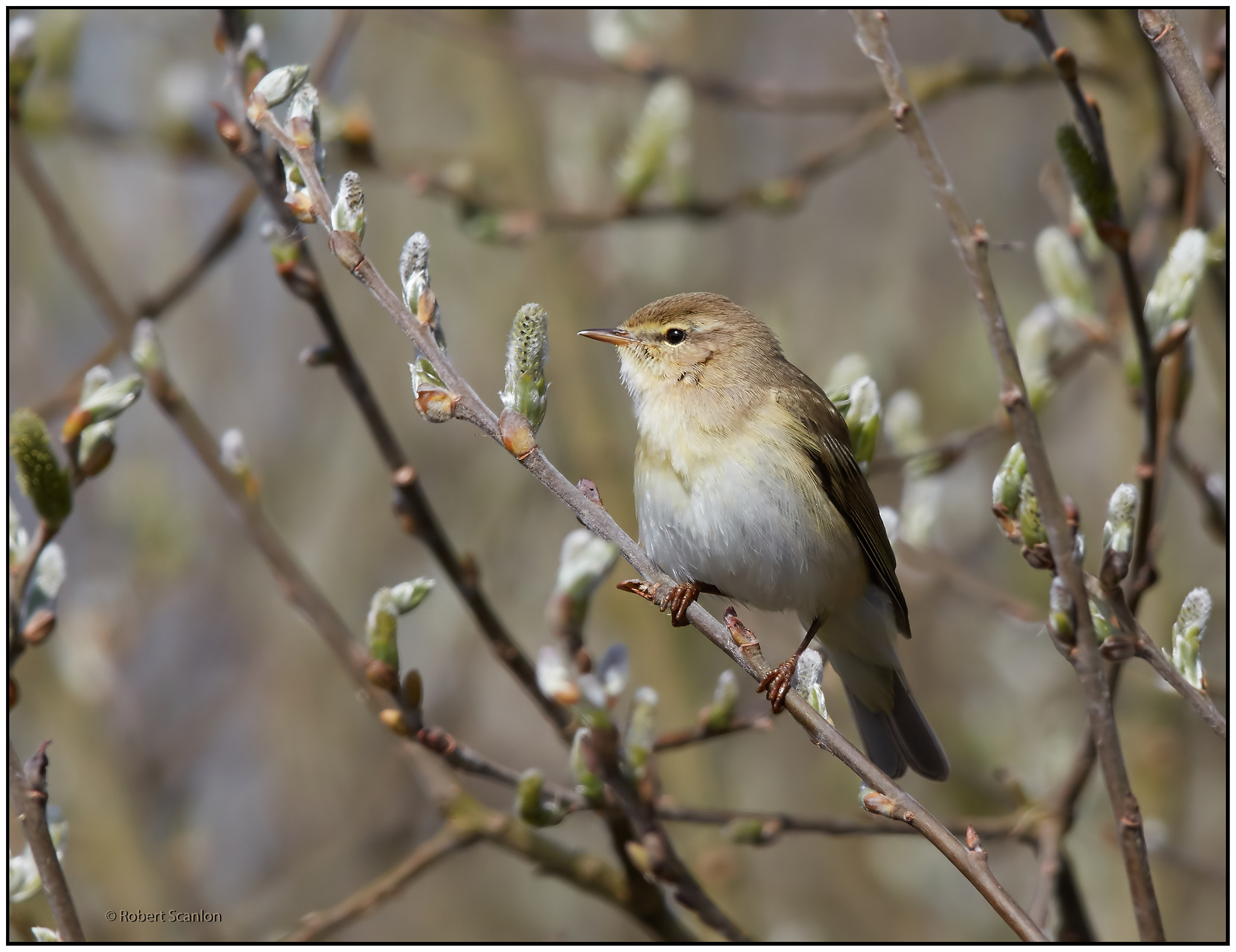 Canon EF 600mm F4L IS II USM sample photo. Willow warbler photography